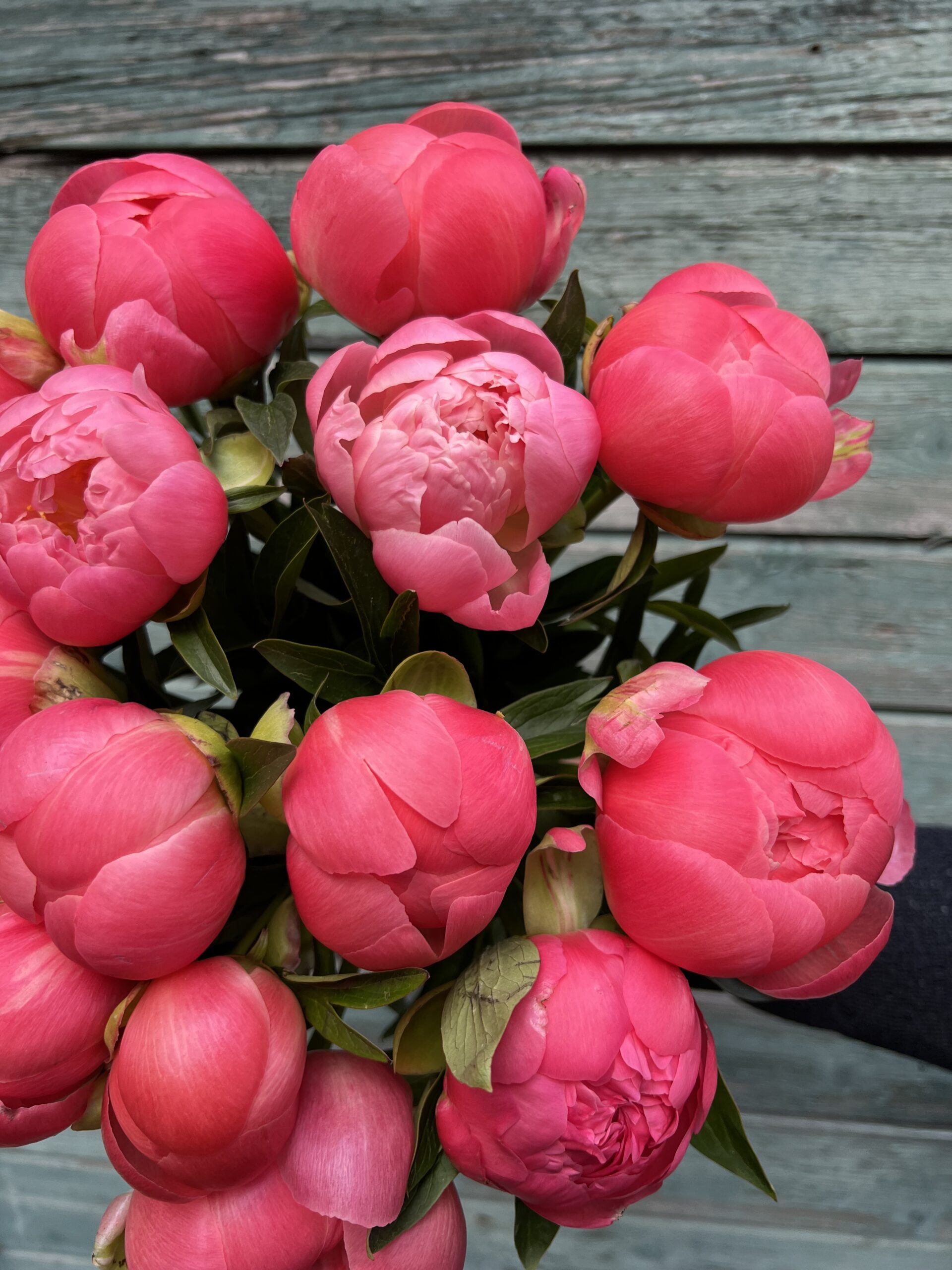 Pæonbuket Coral Charm - Send pæoner - Happyflower-dk