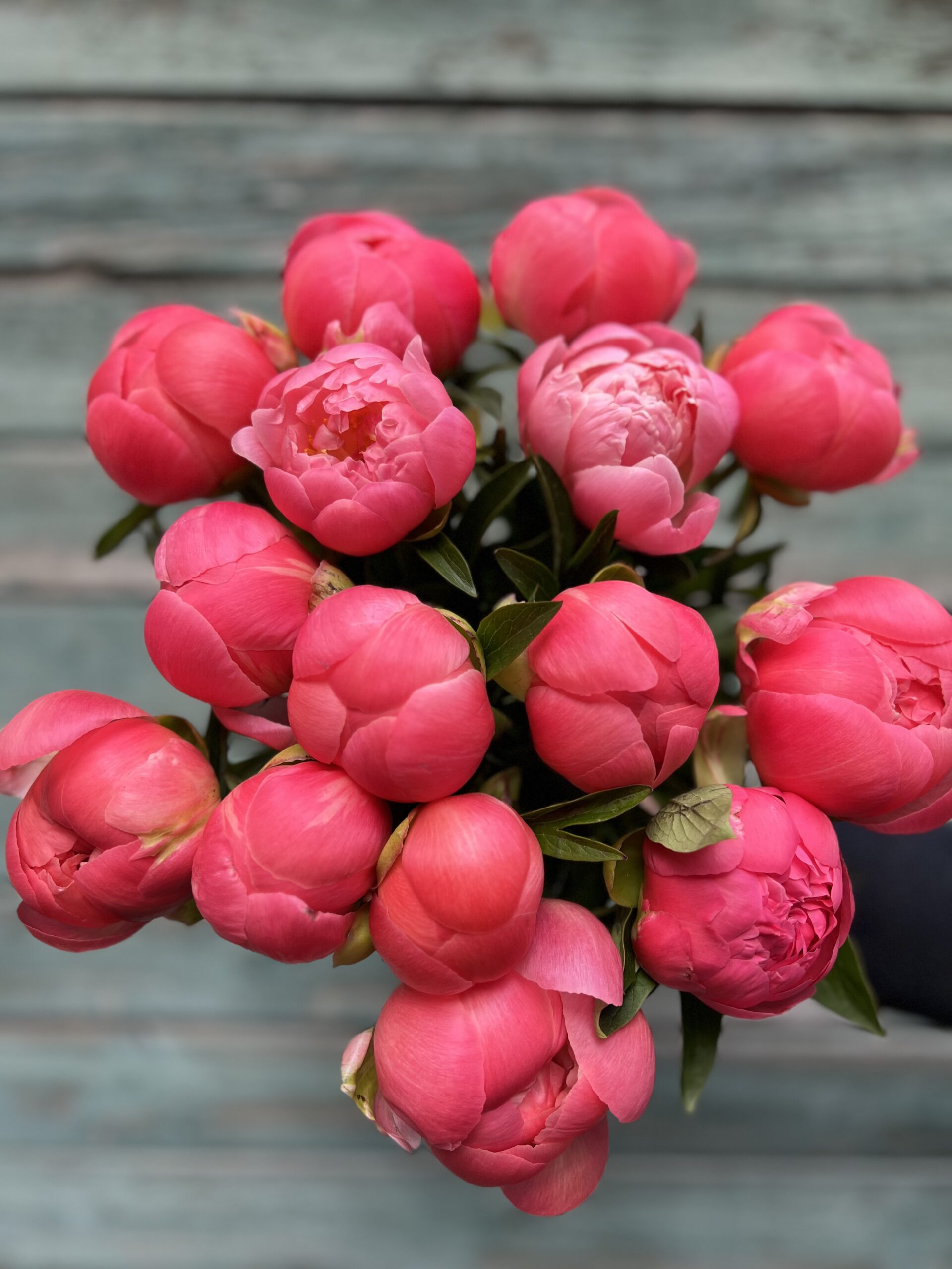 Pæonbuket Coral Charm - Send pæoner billigt - Happyflower-dk