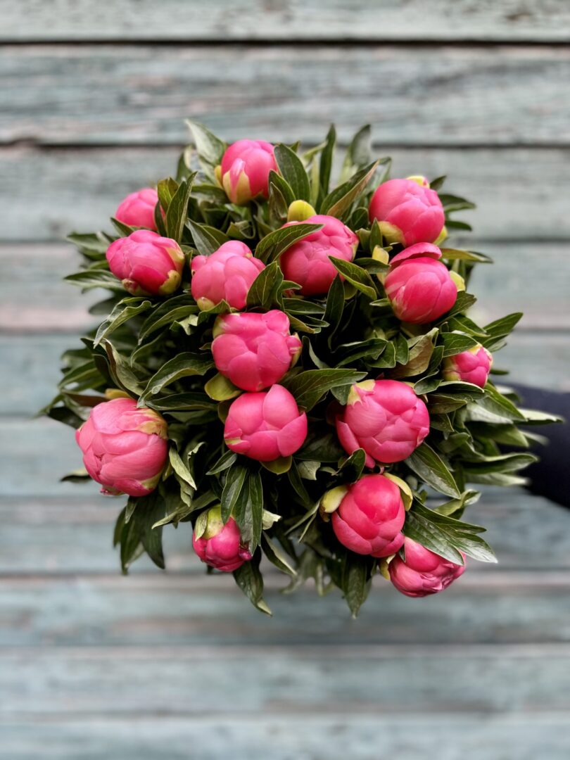 Pæonbuket Pink Hawai - Happyflower-dk