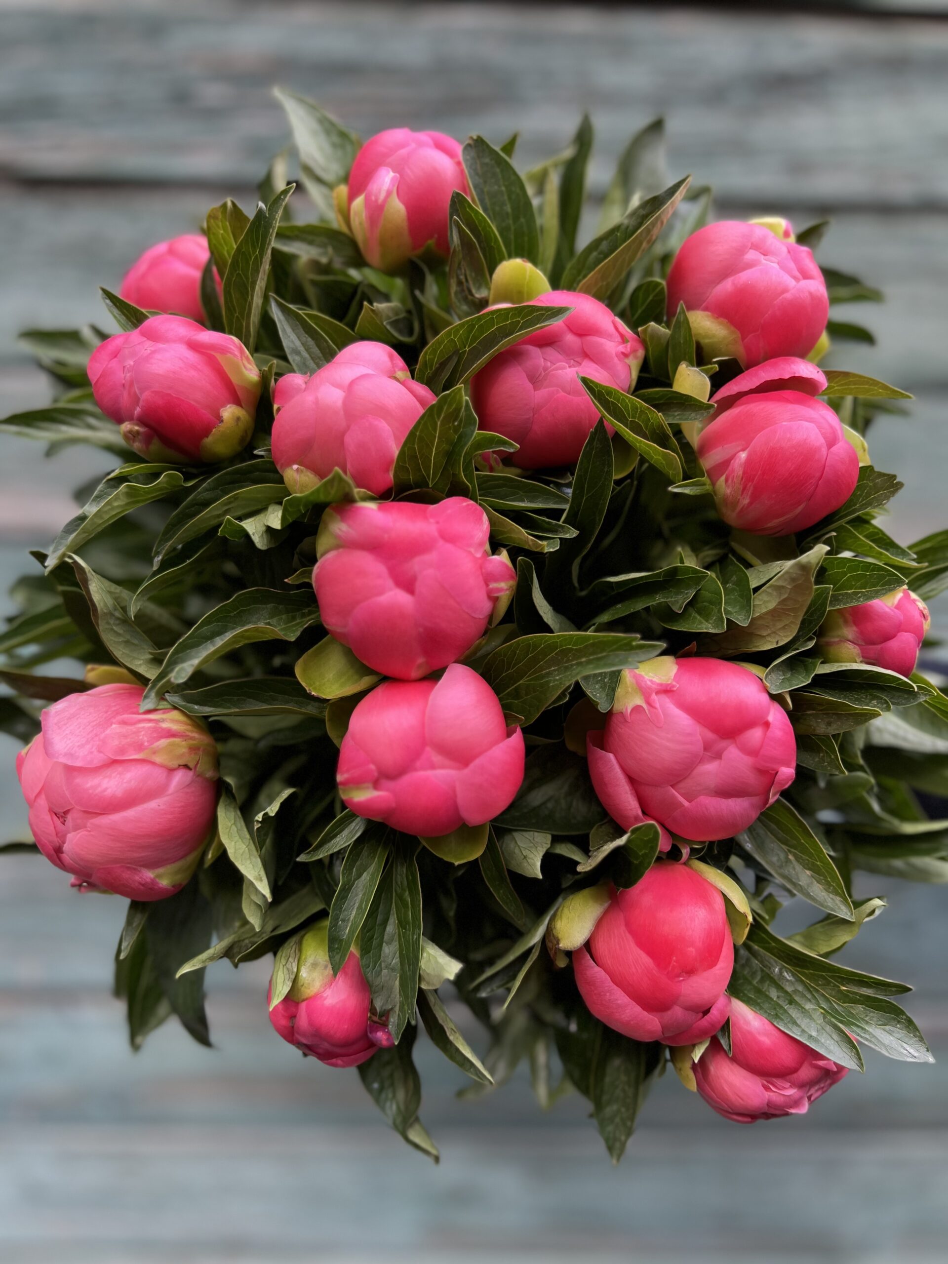 Pæonbuket Pink Hawai - Send blomster - Happyflower-dk