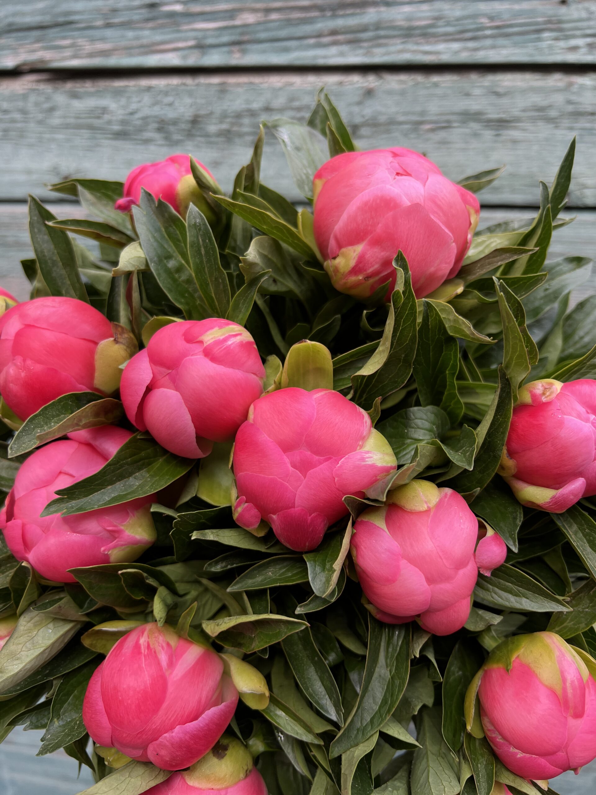 Pæonbuket Pink Hawai - Send blomster billigt Happyflower-dk
