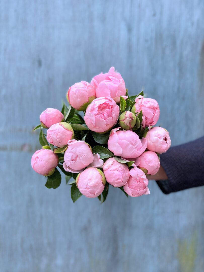 Pæonbuket lyserød - Send blomster - Happyflower-dk