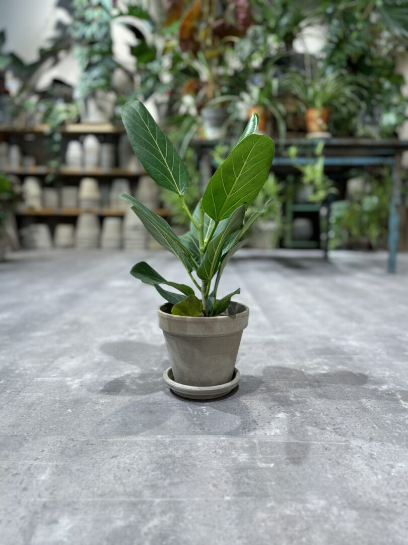Ficus Audrey - Køb stueplanter - Happyflower-dk