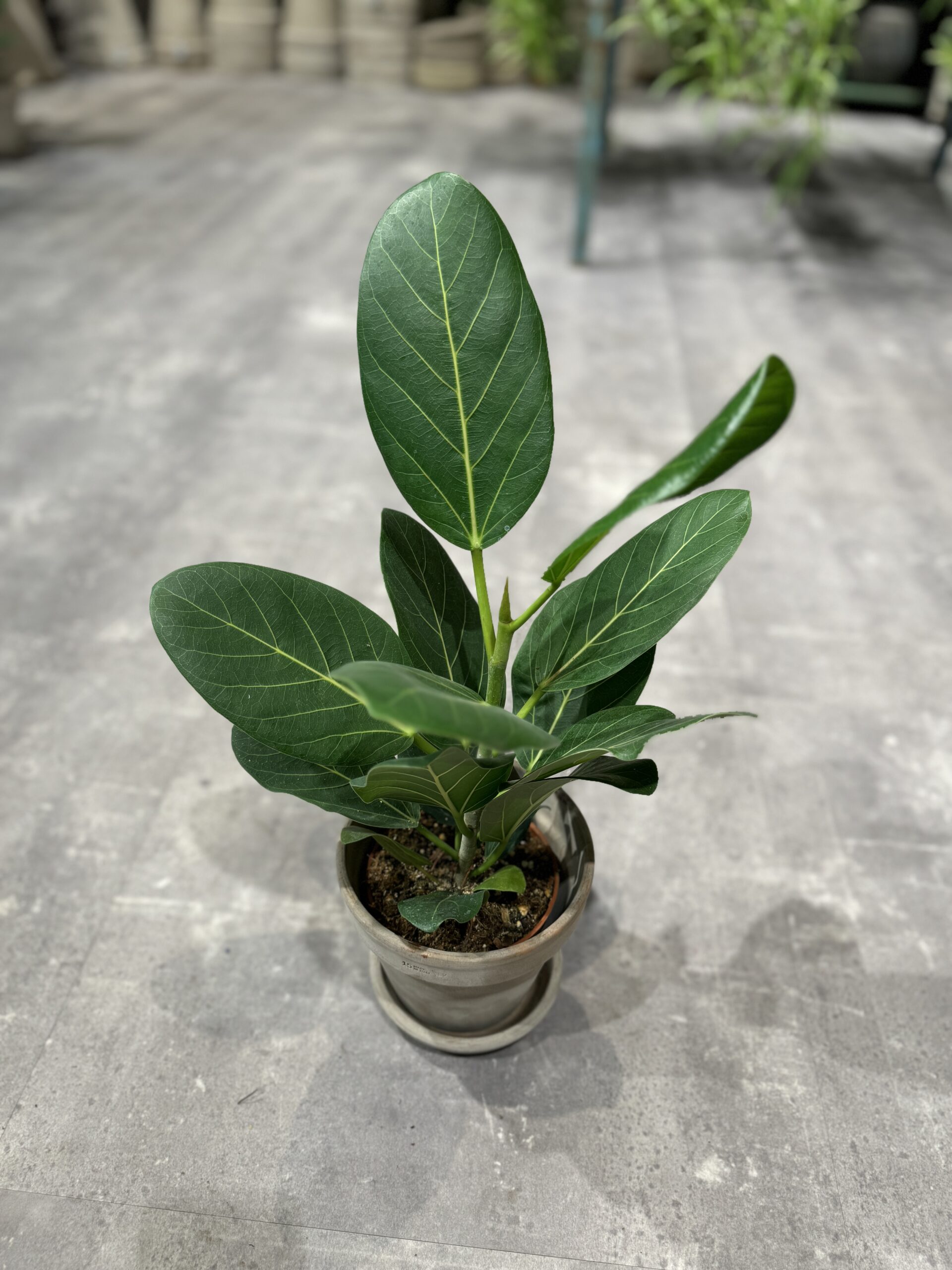 Ficus Audrey blade - Køb stueplanter - Happyflower-dk