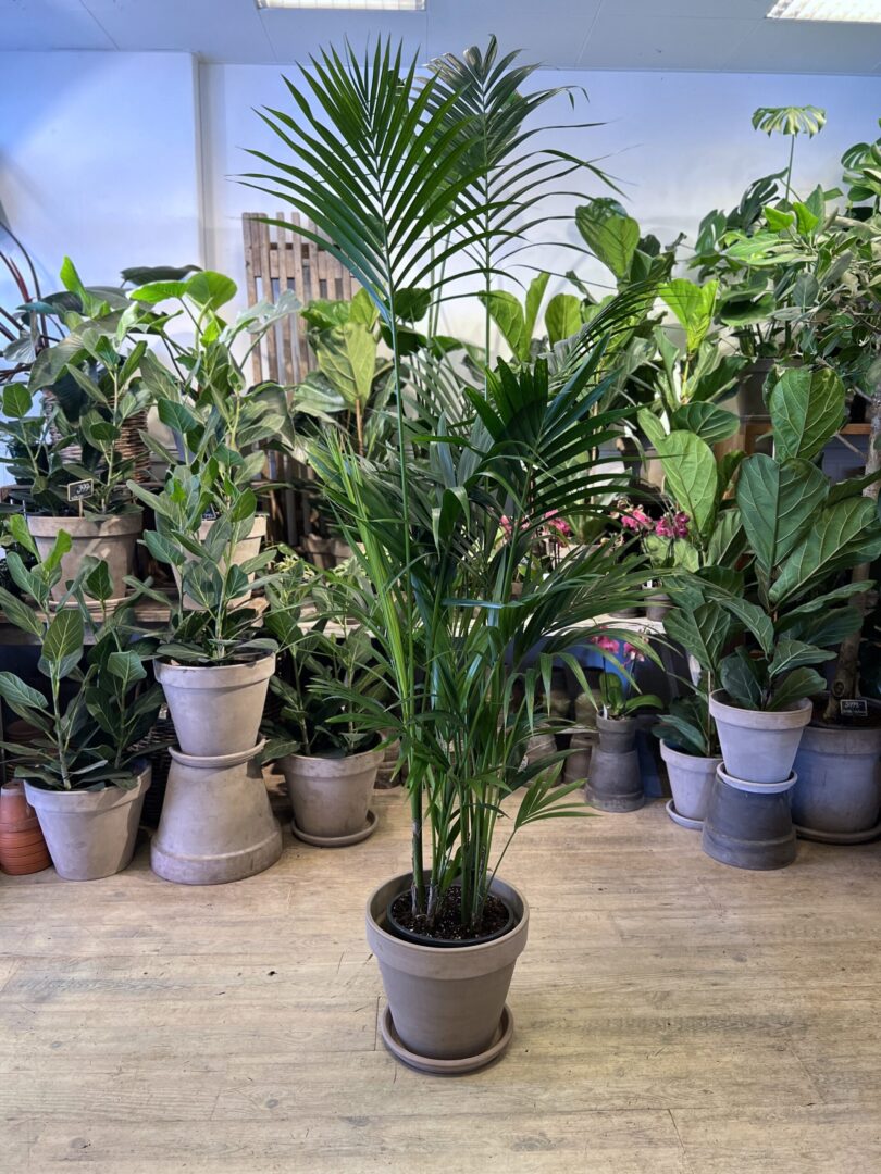 Kentiapalme 180-200 cm. med kukke - Køb Store palmer billigt online - Happydflower-dk