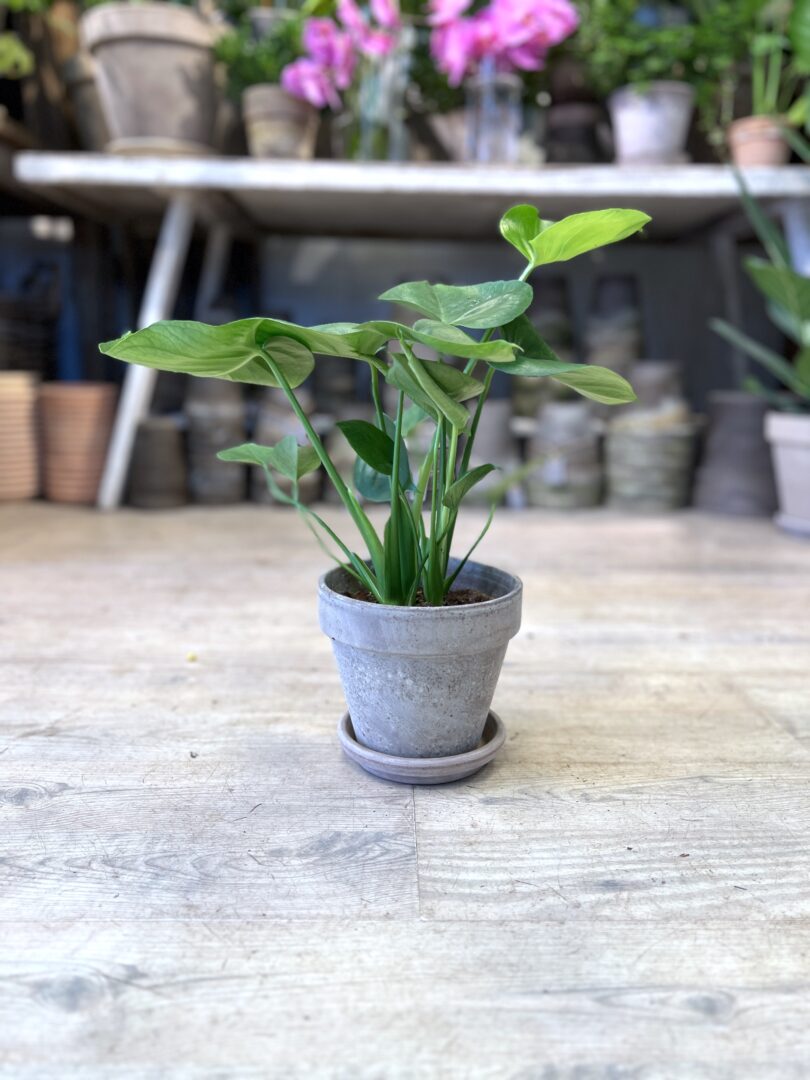 Monstera (lille) med krukke- Fingerphilodendron - Koeb Monstera billigt online - Happyflower-dk