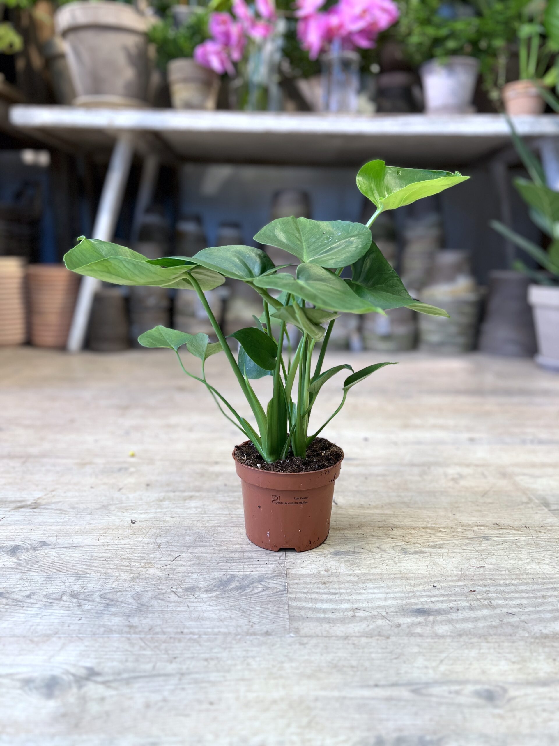 Monstera (lille) uden krukke- Fingerphilodendron - Koeb Monstera billigt online - Happyflower-dk