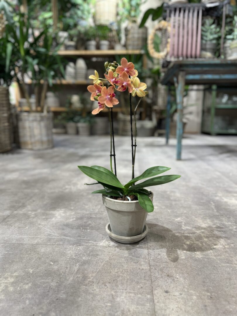 Phalaenopsis Coral - Happyyflower.dk