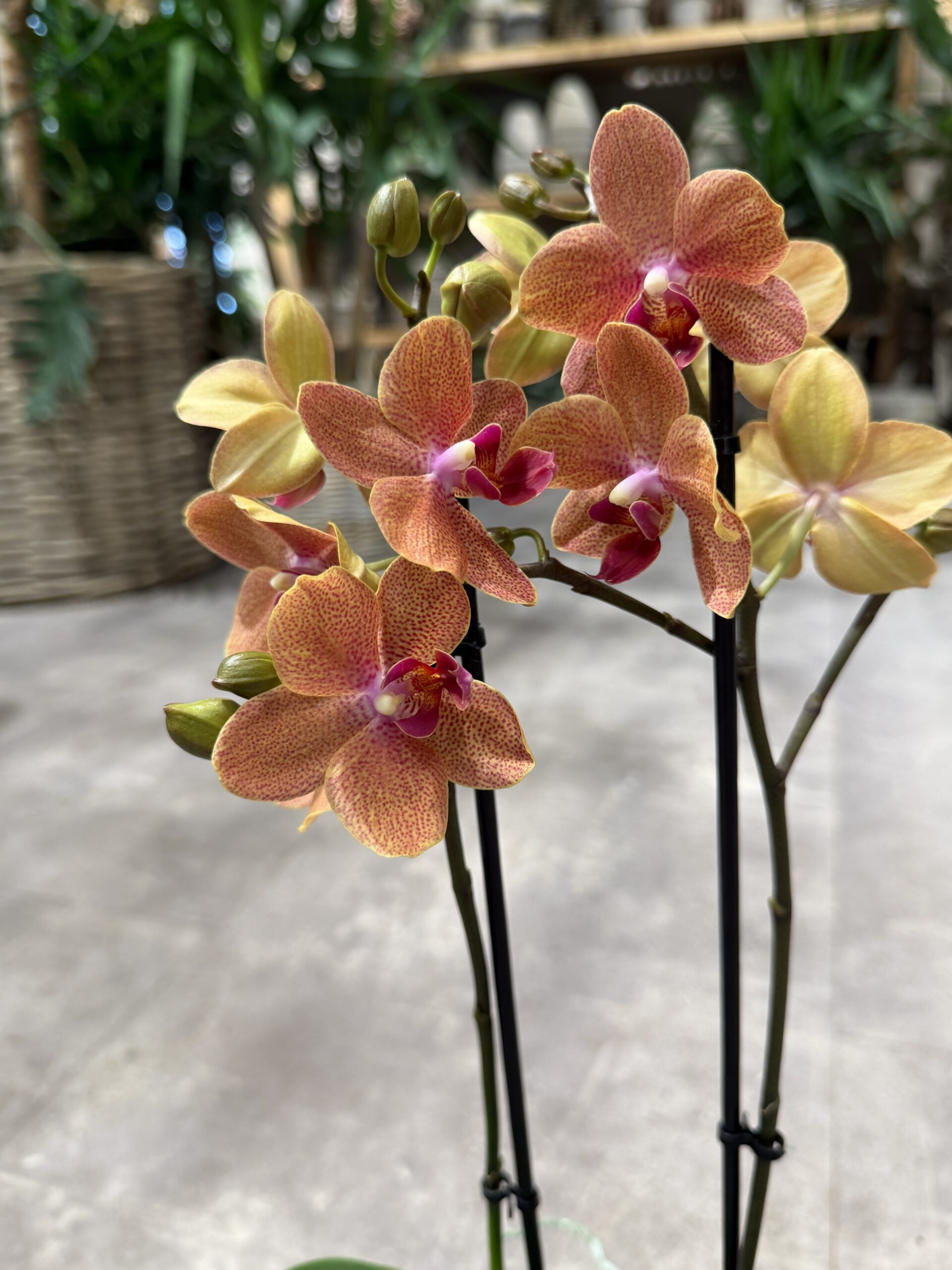 Phalaenopsis Coral Orkide - Happyflower-dk