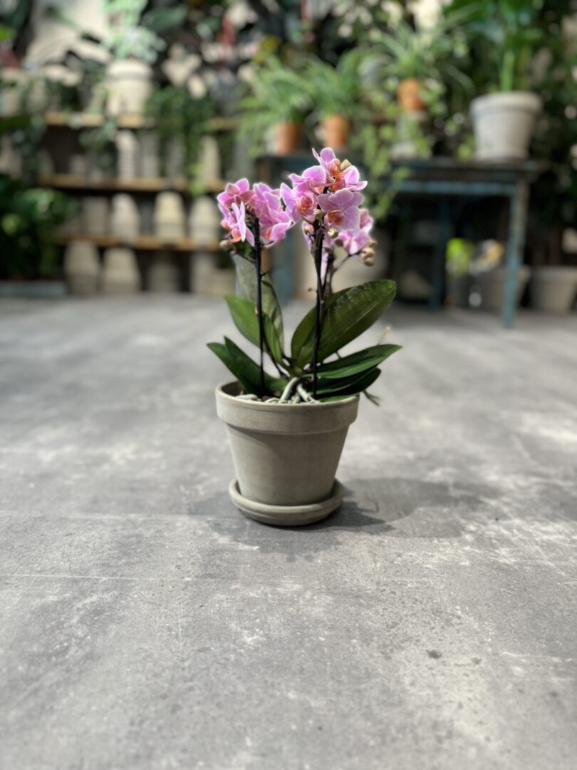 Phalaenopsis Lyserød - Happyflower-dk