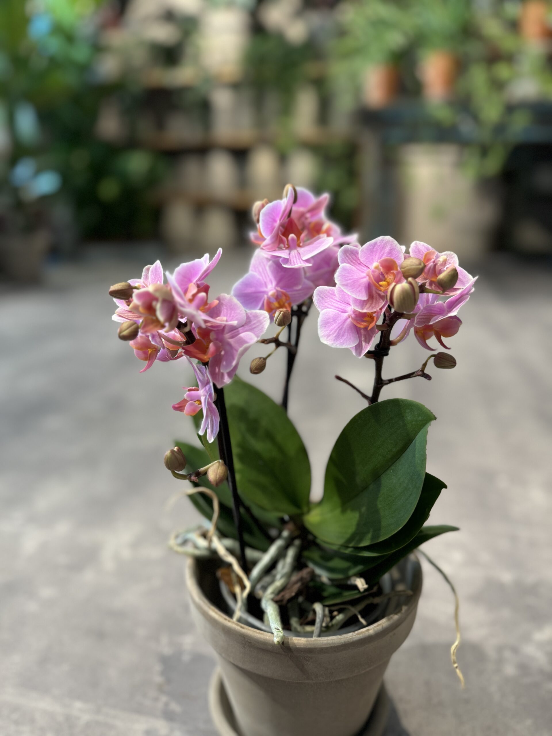 Phalaenopsis-Lyseroed-blomst-Happyflower-dk-scaled
