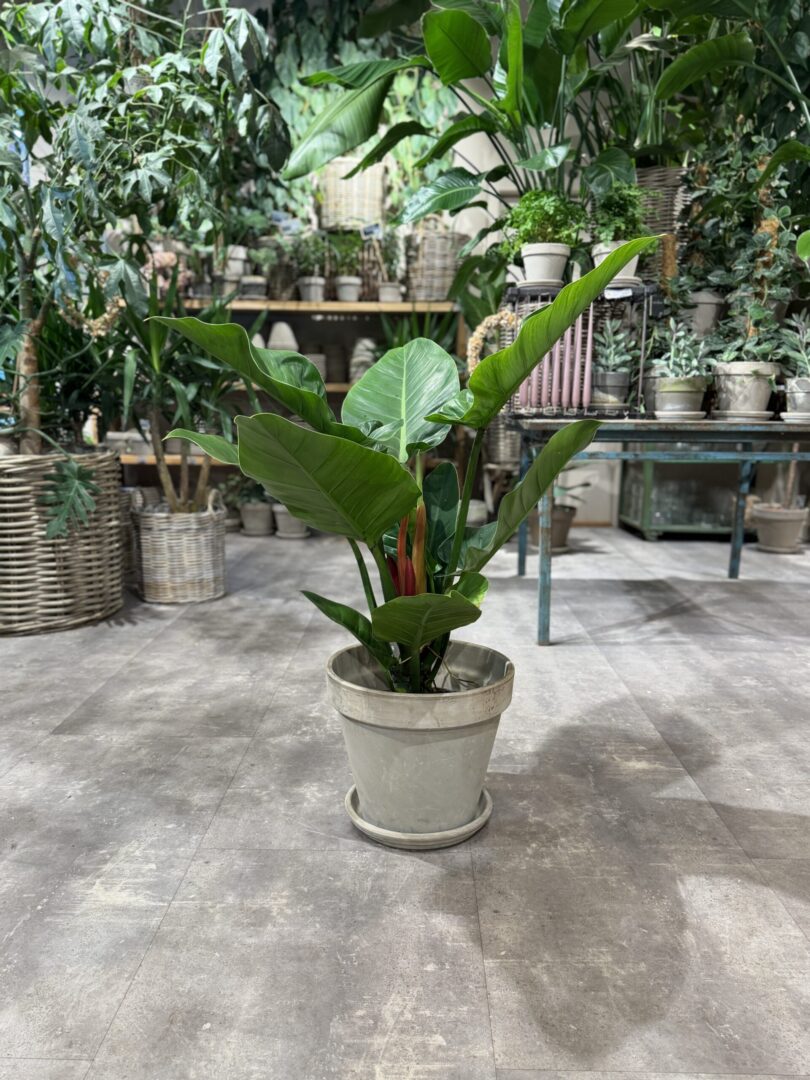 Philodendron Imperial Green - Happyflower-dk