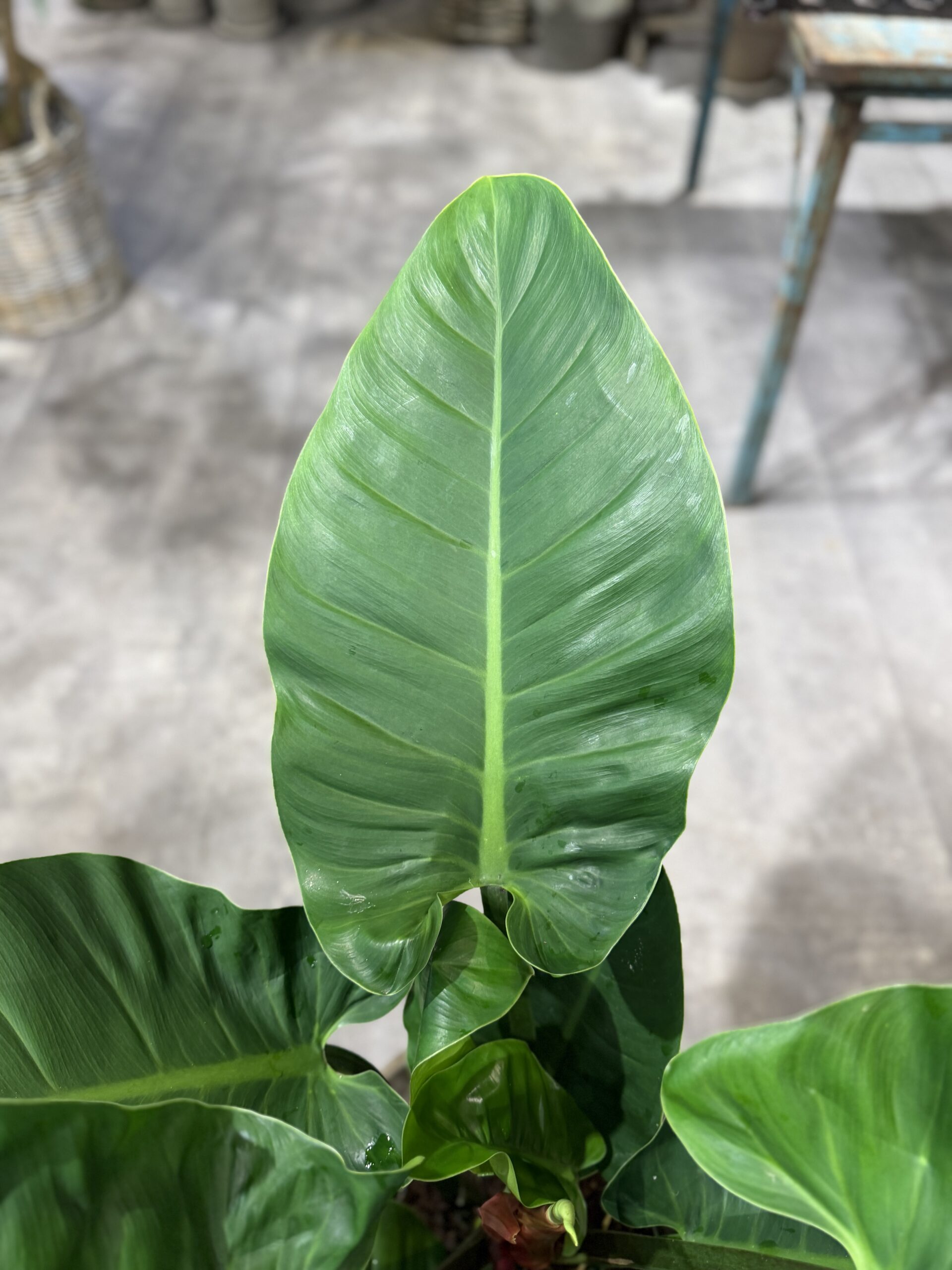 Philodendron Imperial Green - grønne blade - Happyflower-dk