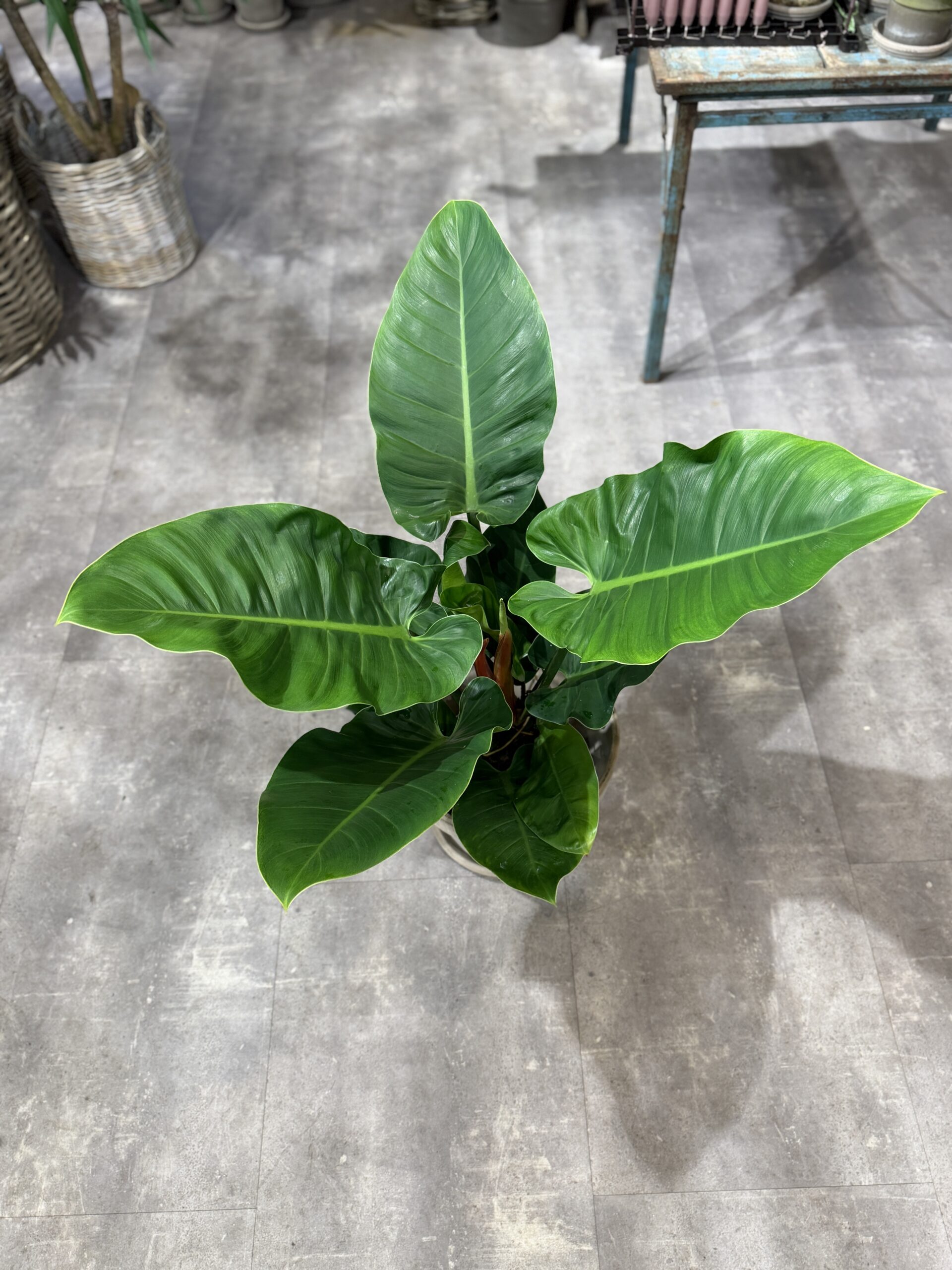 Philodendron Imperial Green stueplante - Happyflower-dk