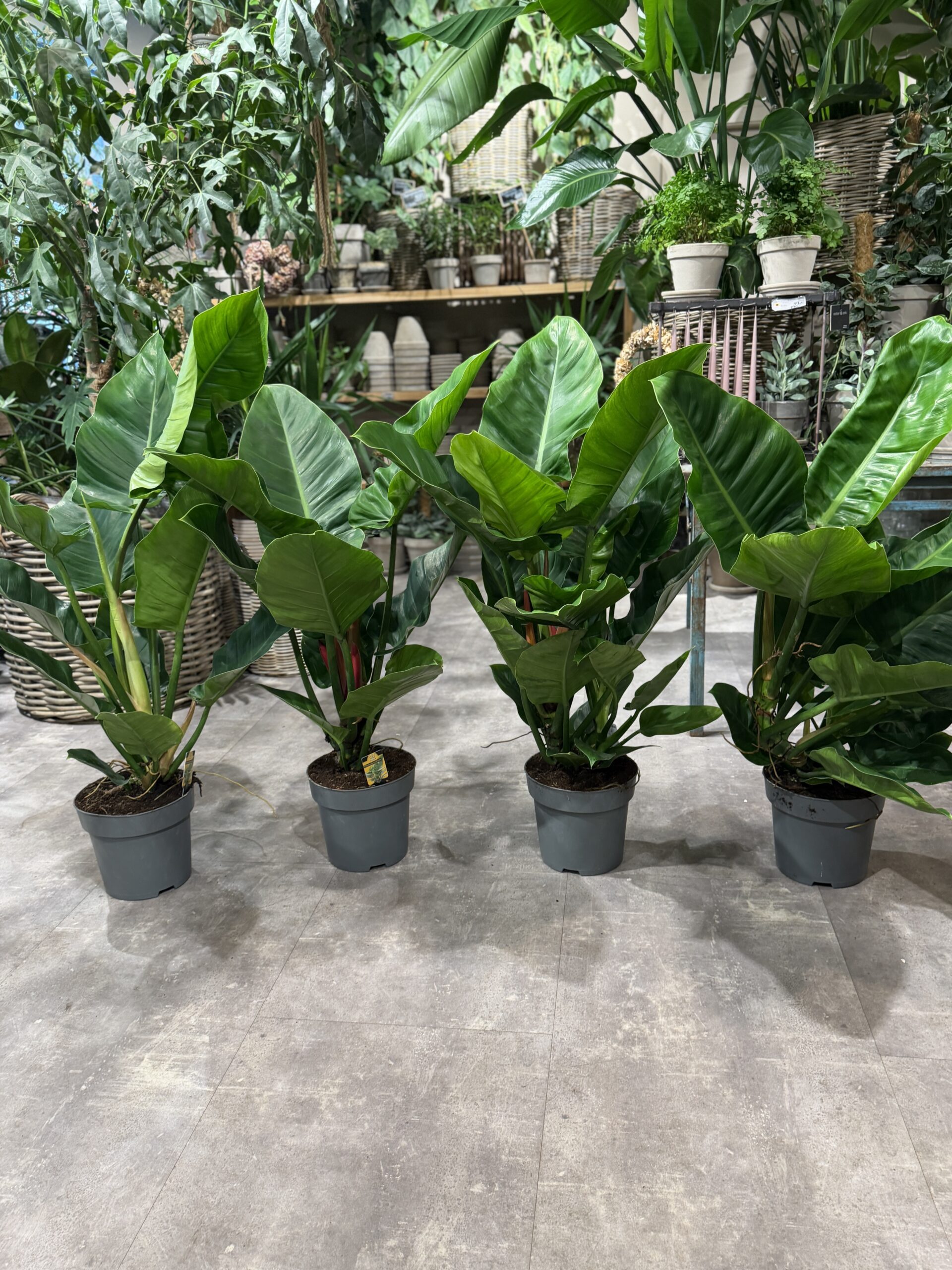 Philodendron Imperial Green stueplanter - Happyflower-dk