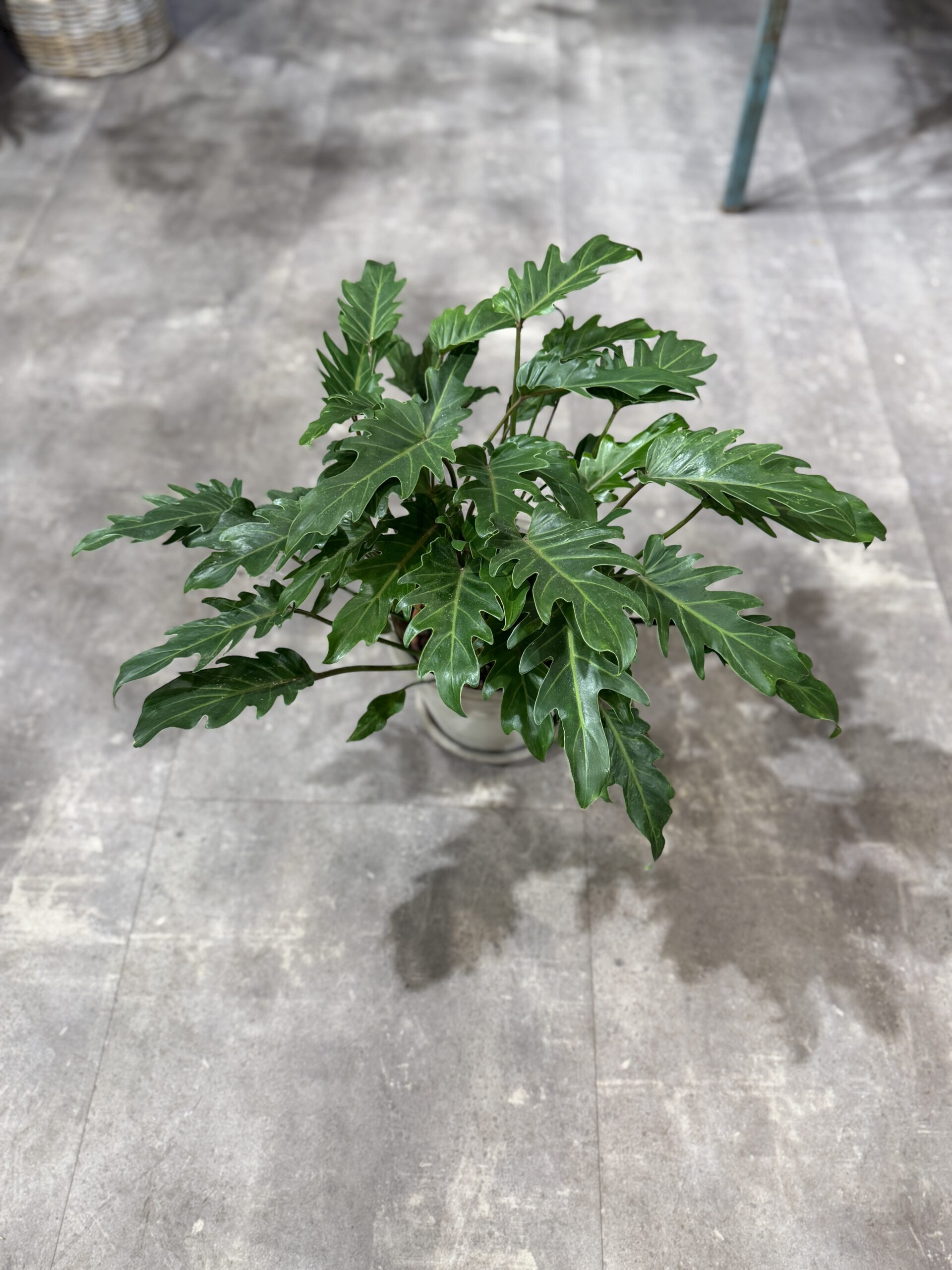 Philodendron Xanadu blade - Happyflower-dk