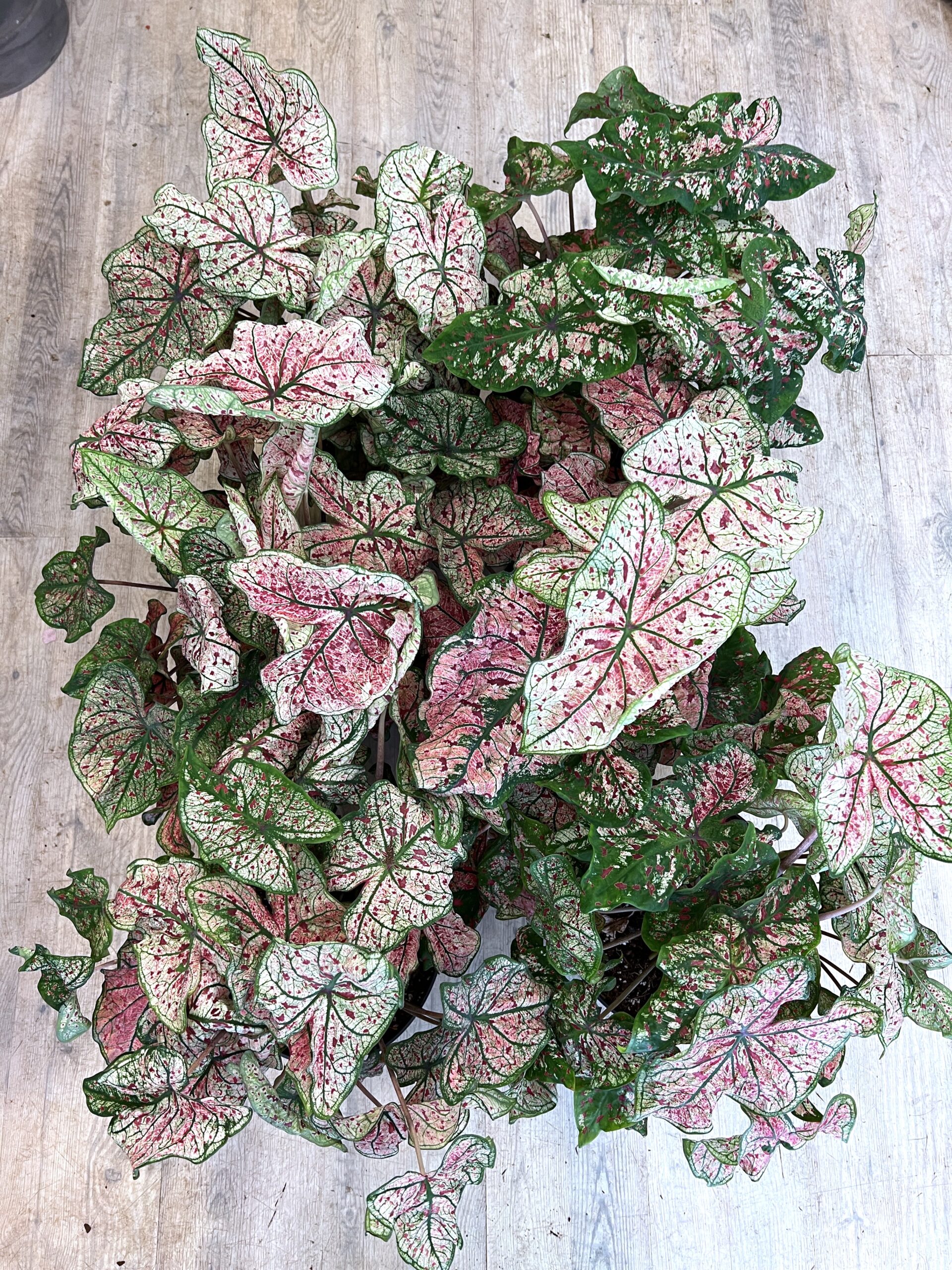 Caladium billigt online - Happyflower-dk