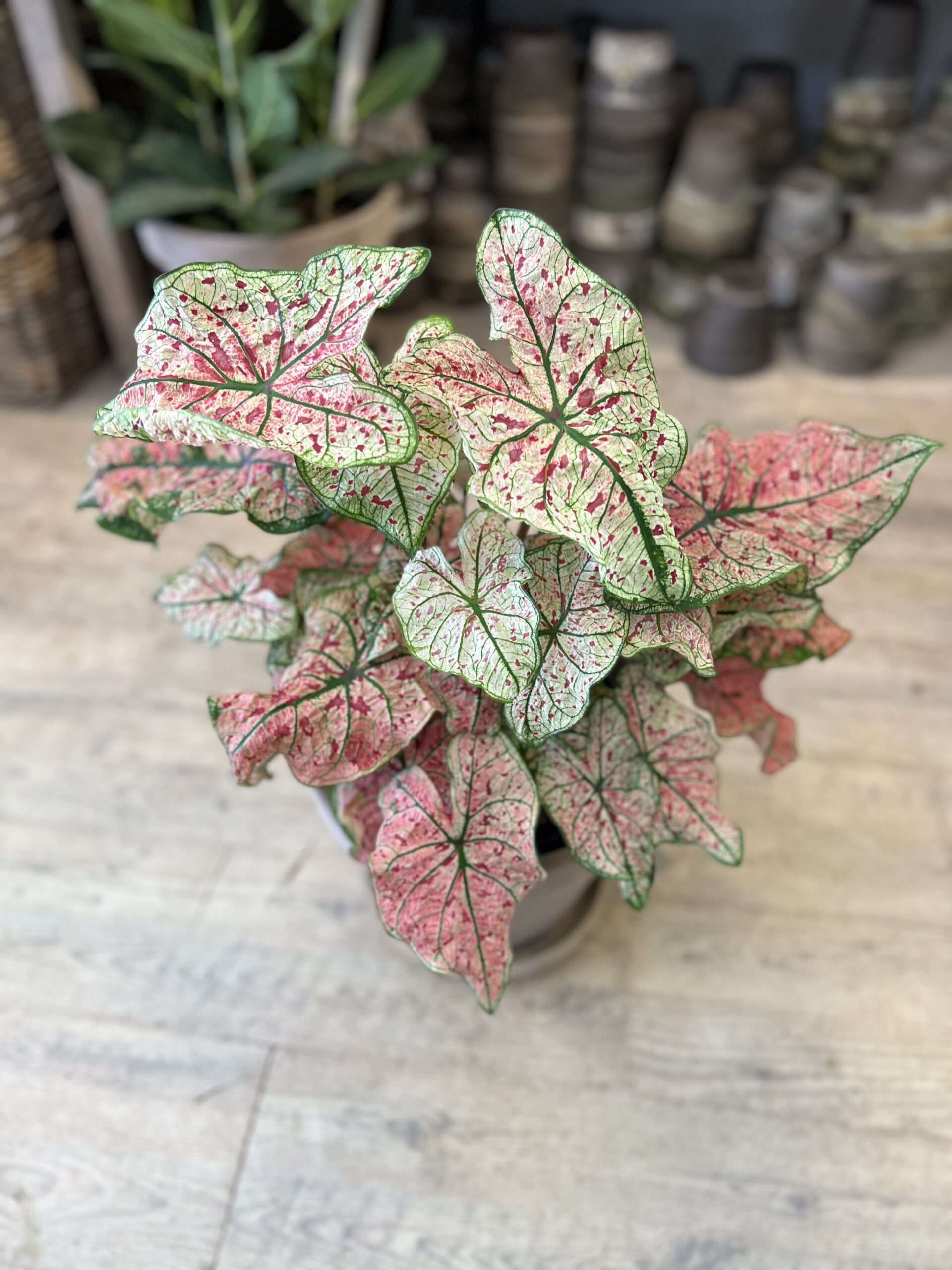Caladium-blade-Koeb-Calathea-Happyflower-dk-scaled