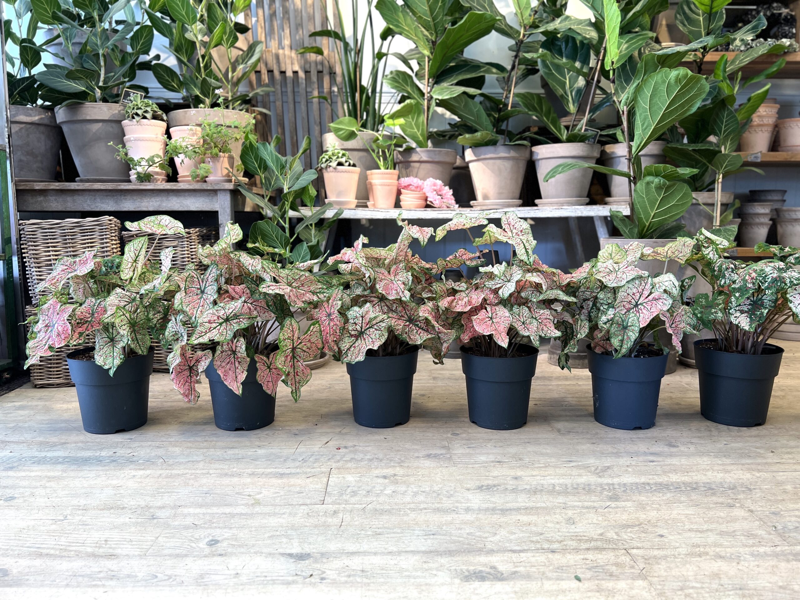 Caladium hos Happyflower-dk