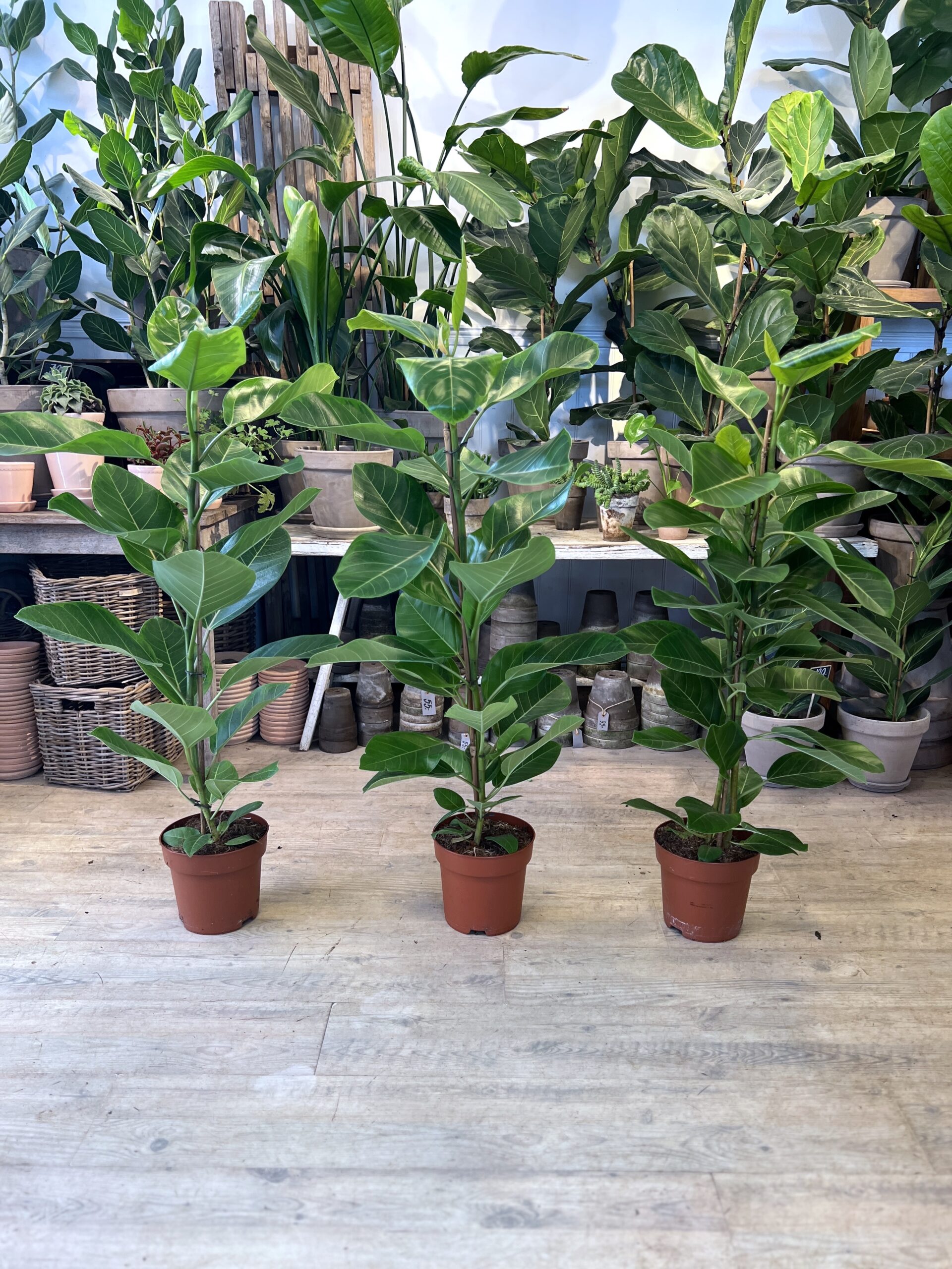 Ficus-Altissima-Ficus-Altissima-billigt-Happyflower-dk-scaled