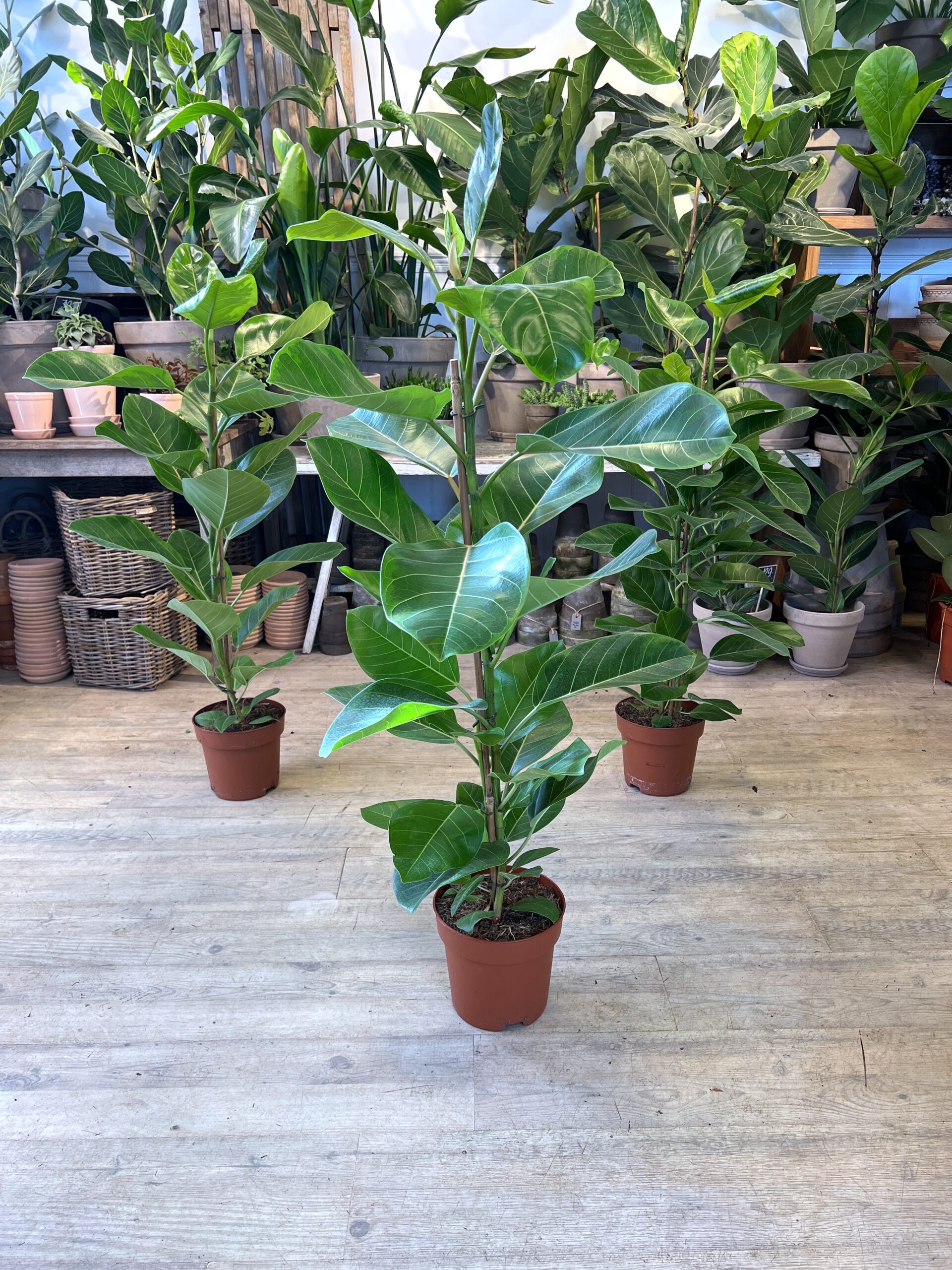 Ficus Altissima - Happyflower-dk