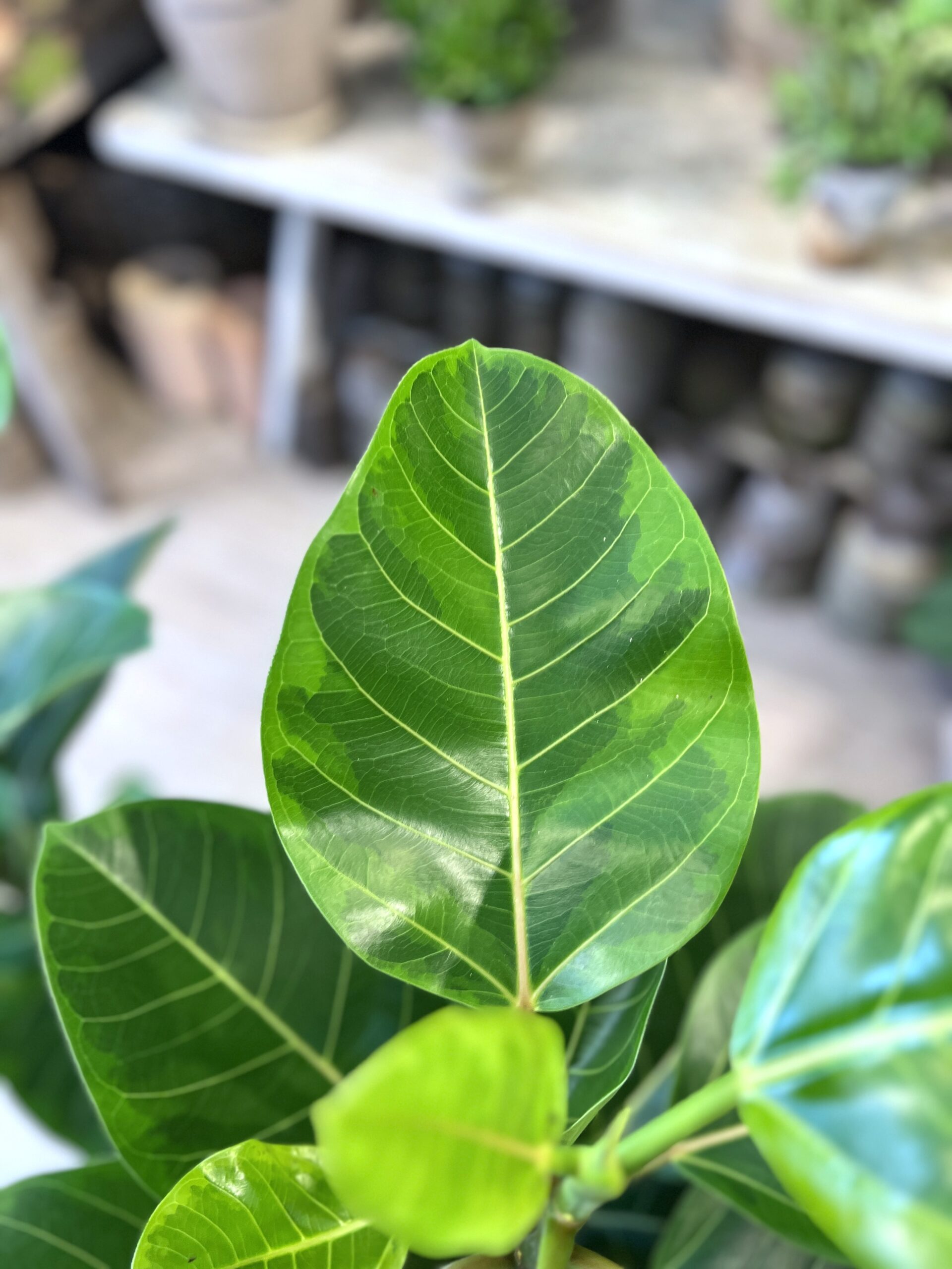 Ficus Altissima - blad - Happyflower-dk