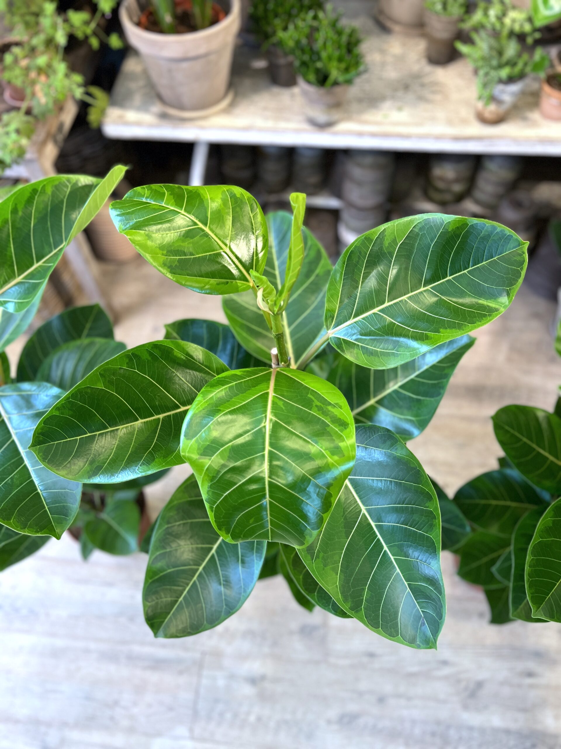Ficus Altissima - blade - Happyflower-dk