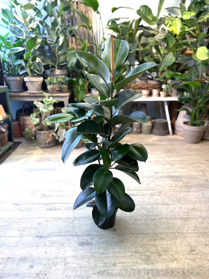 Gummiplante 110-130 cm. - Happyflower-dk