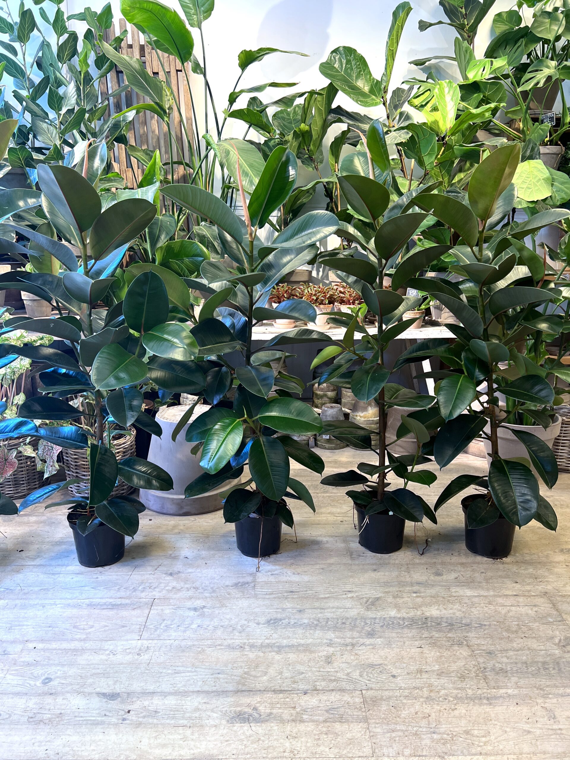 Gummiplanter 110-130 cm. - Happyflower-dk