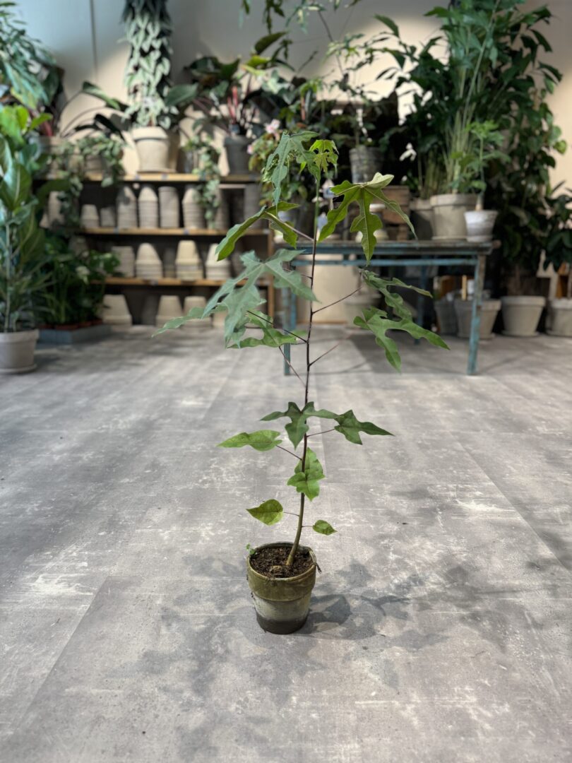 Kærlighedstræ - Australsk kærlighedstræ - Happyflower-dk