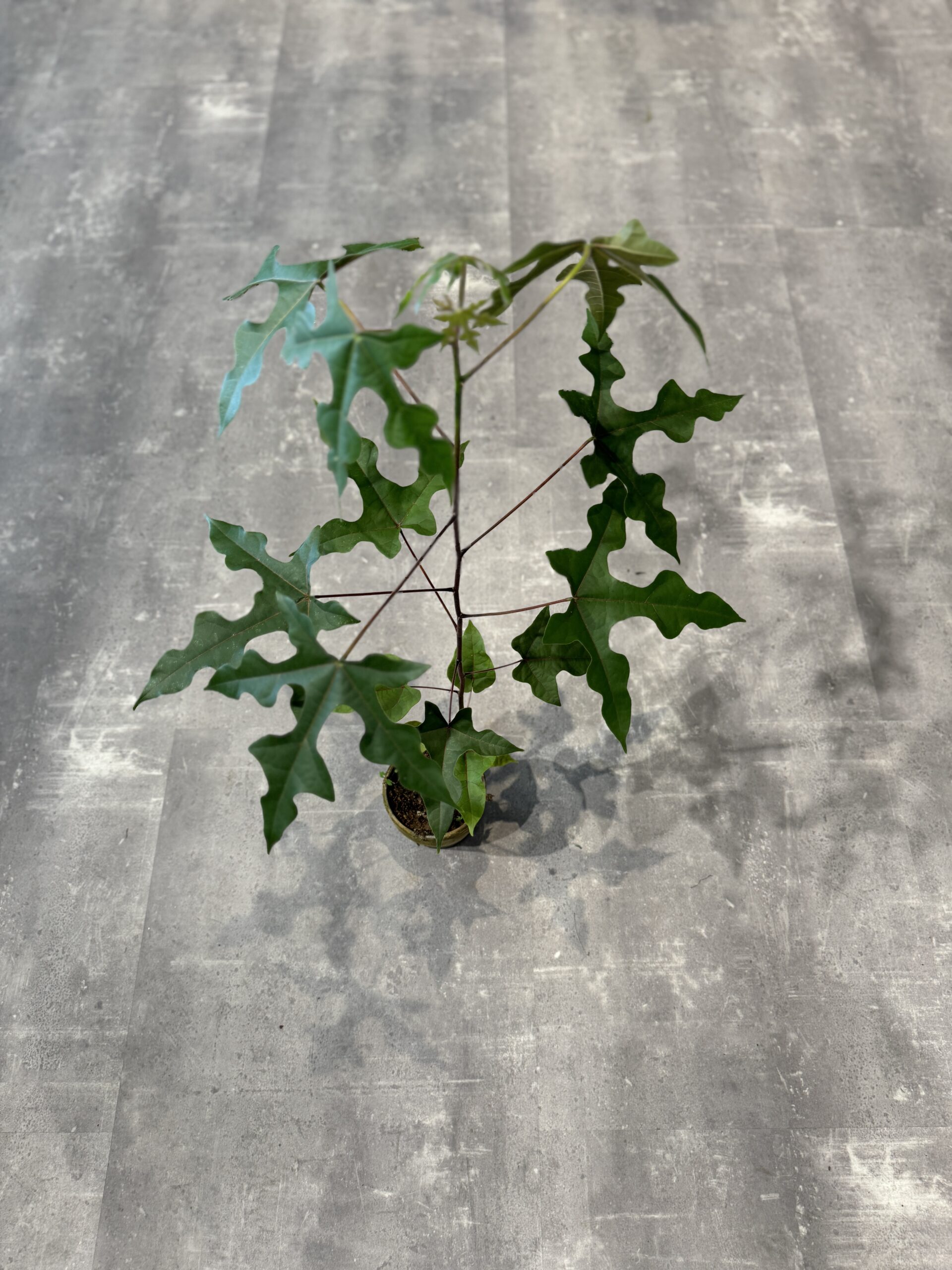 Kærlighedstræ - blade - Australsk kærlighedstræ - Happyflower-dk