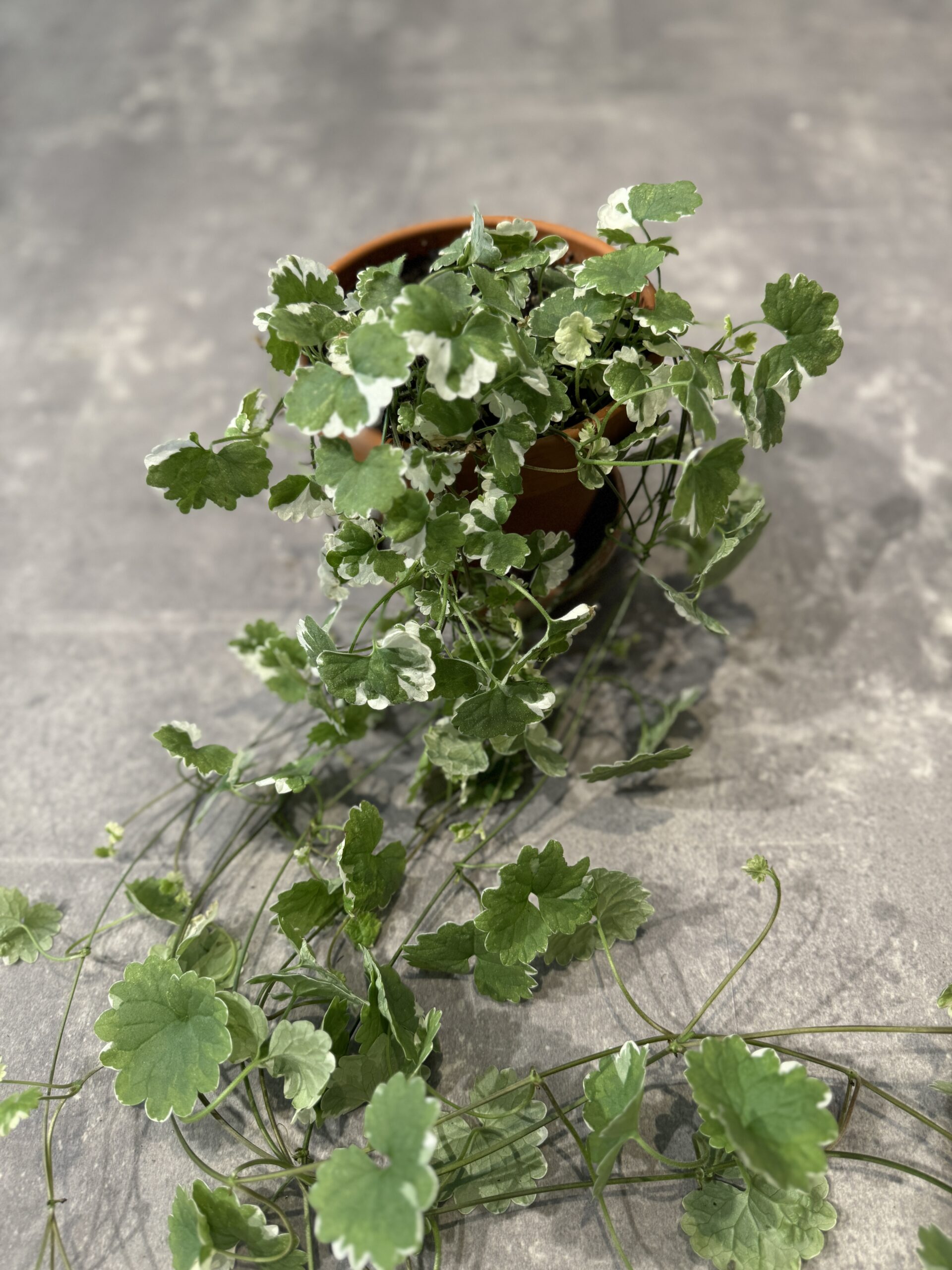 Mølleren og hans kone blad - Happyflower-dk