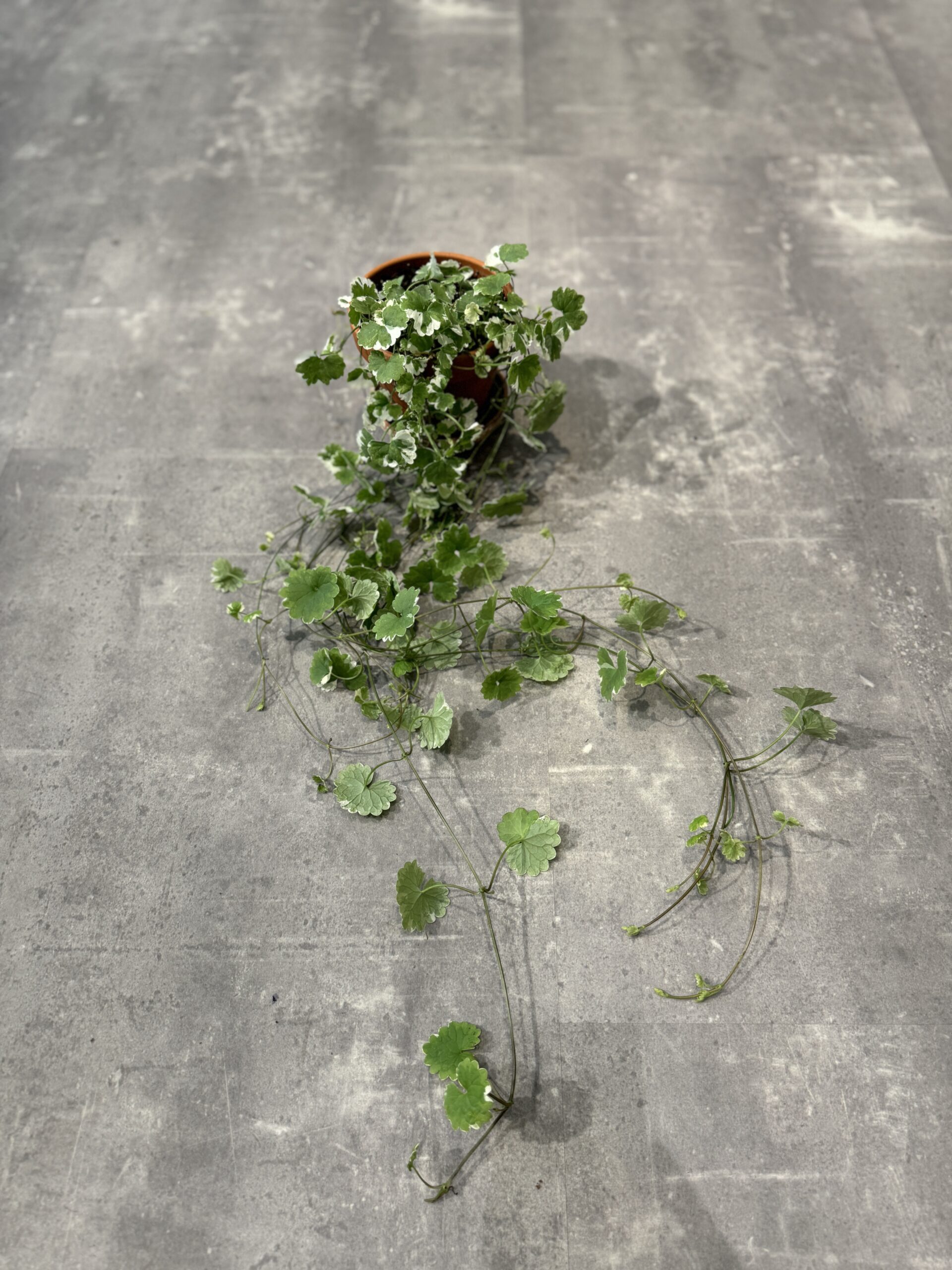 Mølleren og hans kone blade - Happyflower-dk