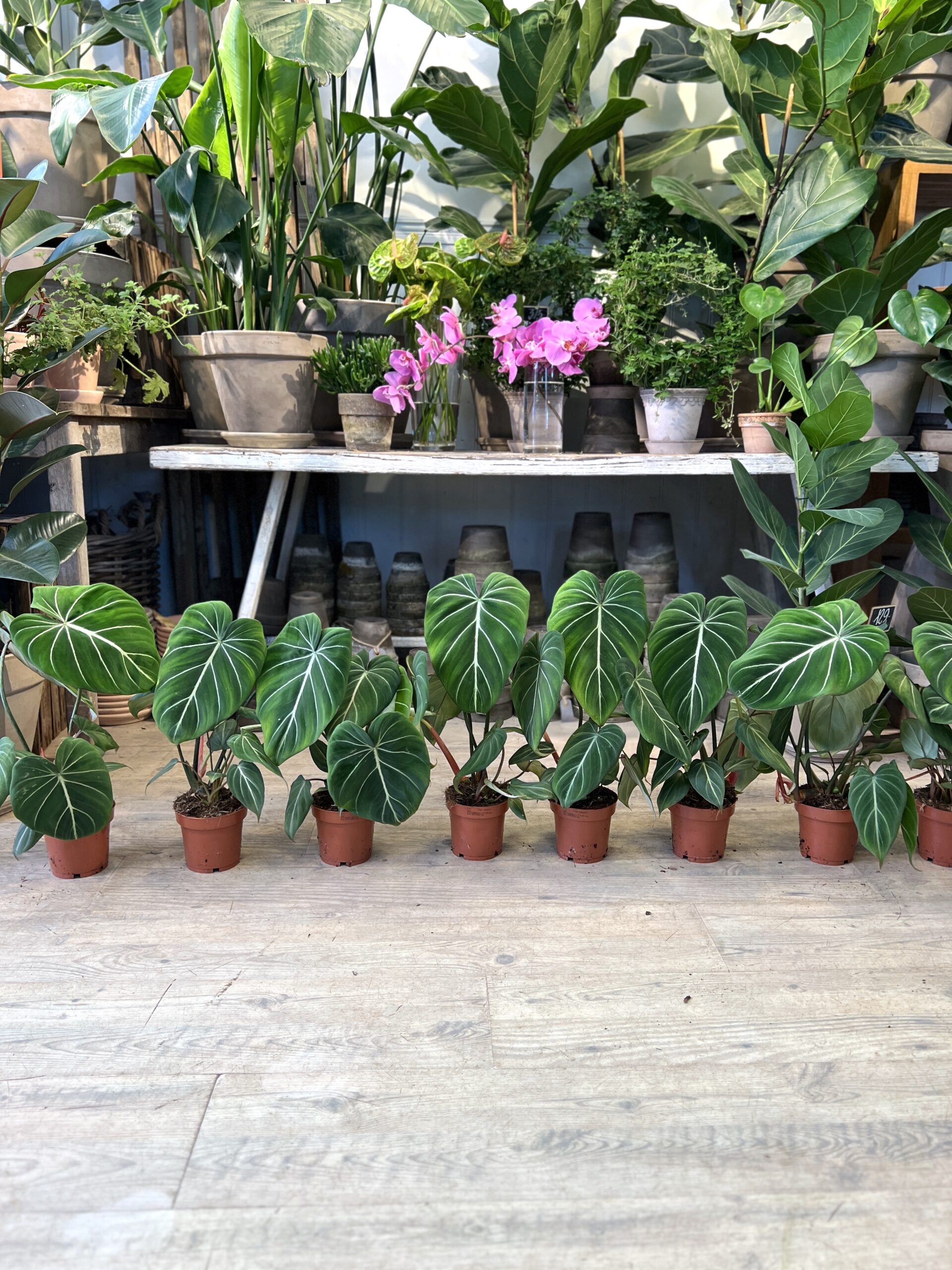 Philodendron Gloriosum - Happyflower-dk