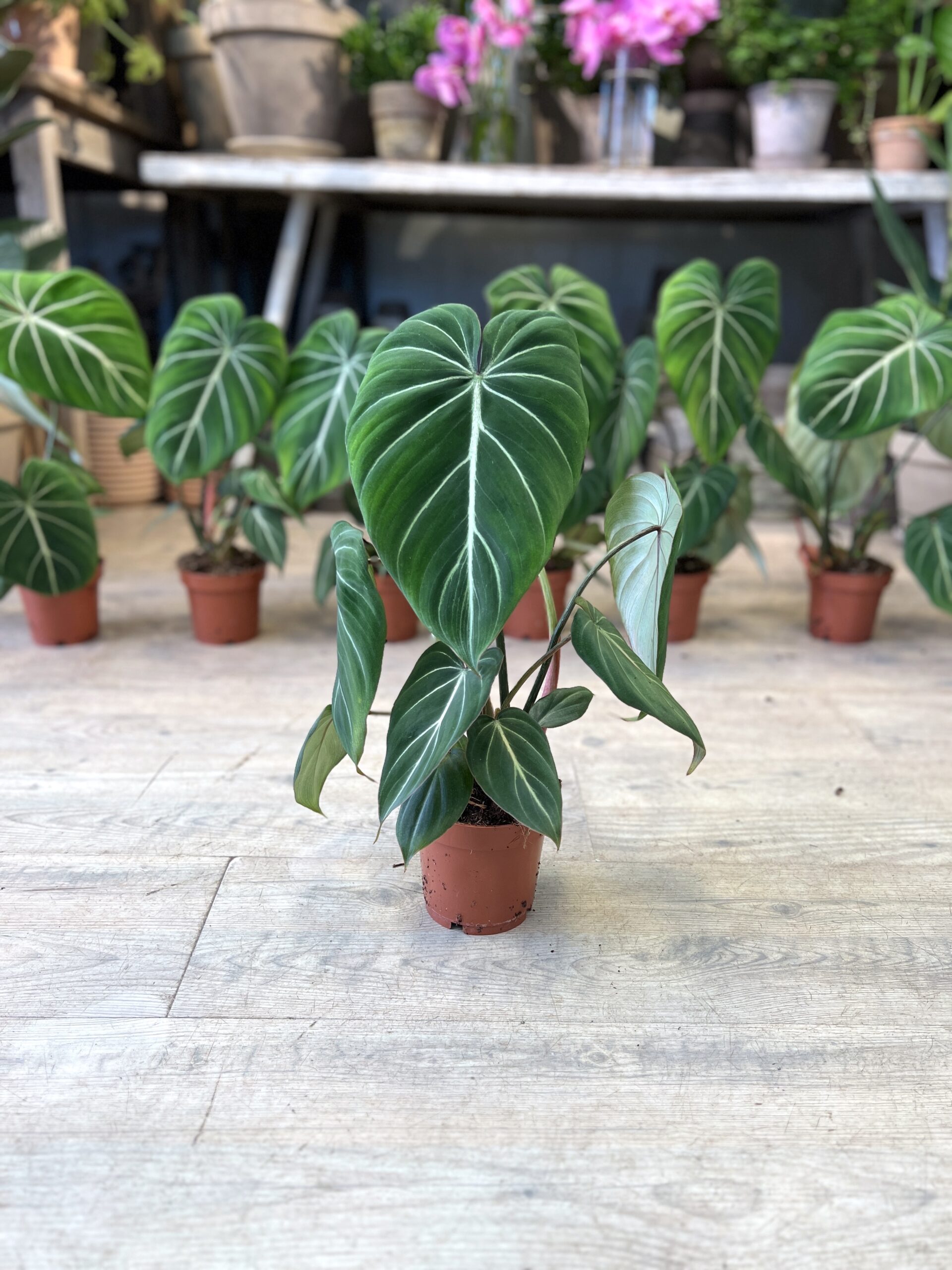 Philodendron Gloriosum plante - Happyflower-dk