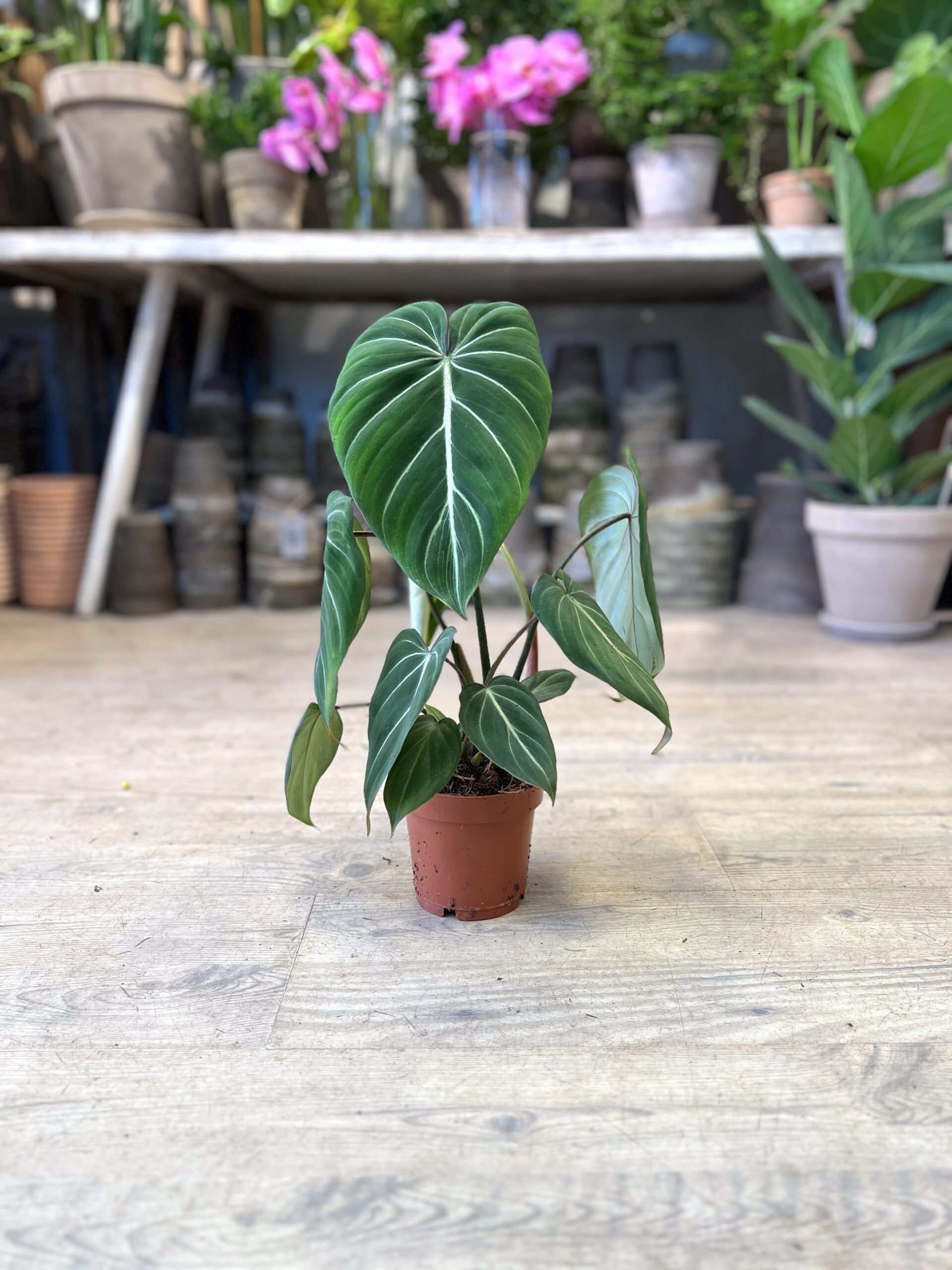 Philodendron Gloriosum uden krukke - Happyflower-dk