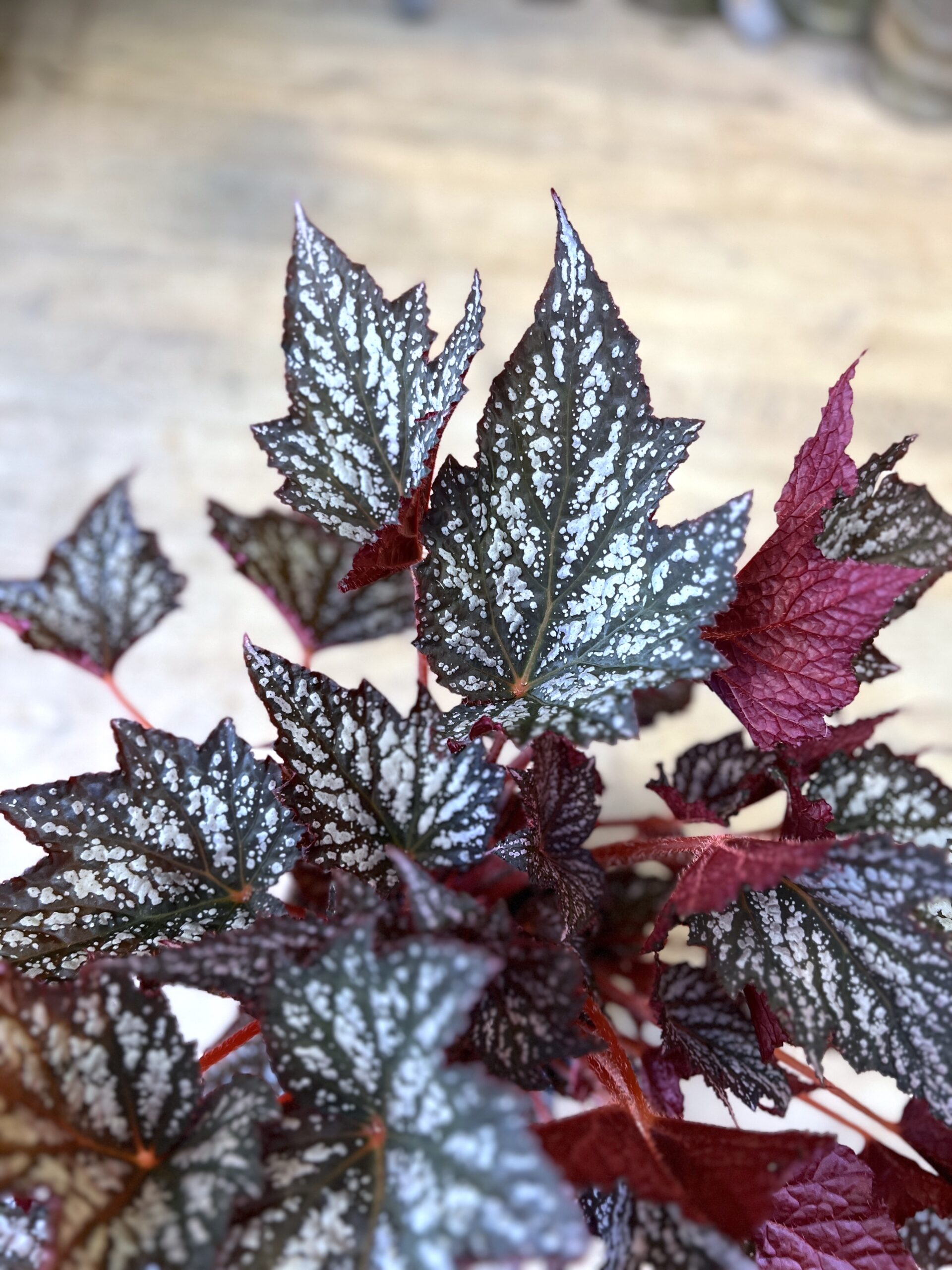 Begonia Rex Red blad - Happyflower-dk