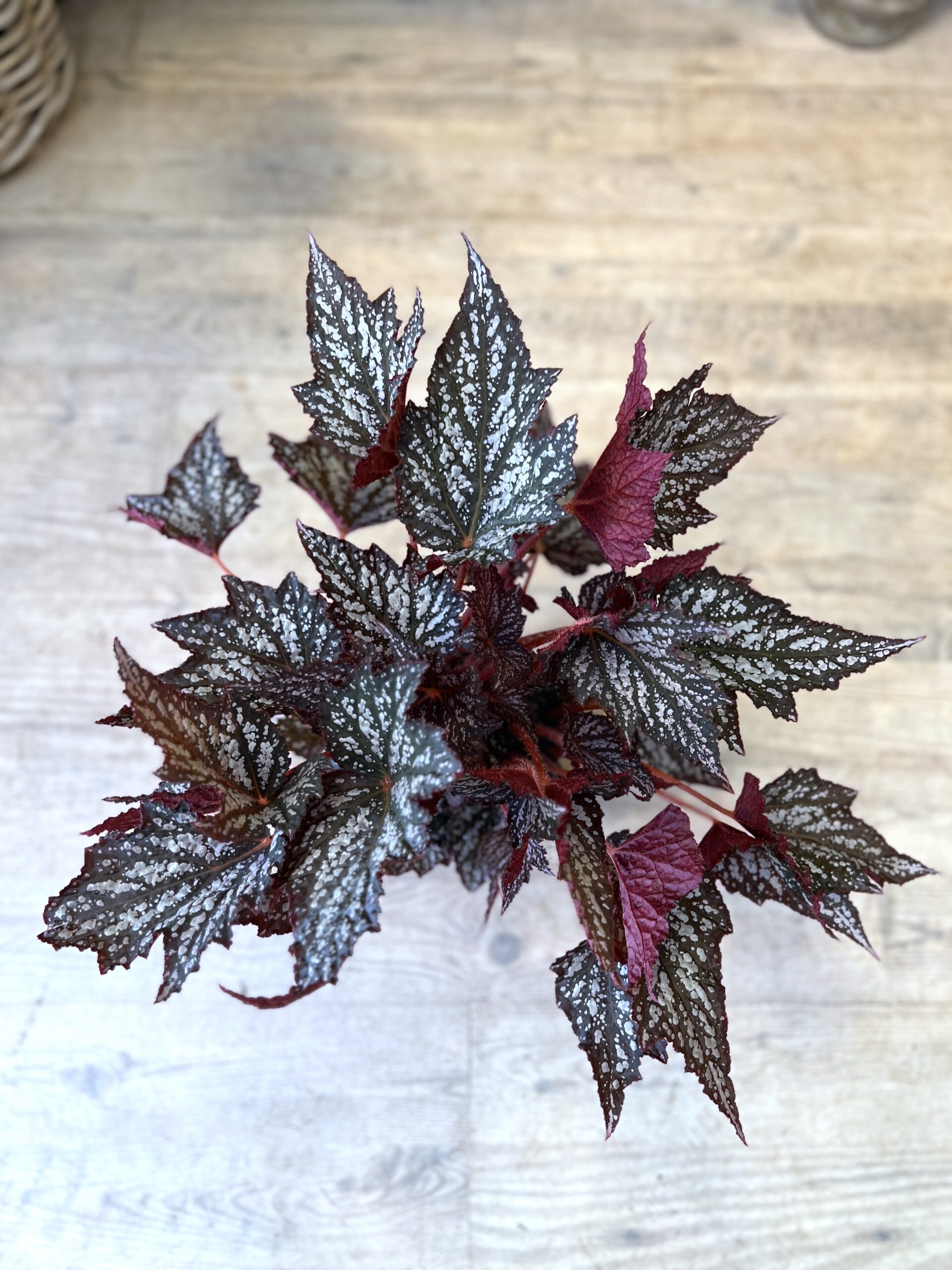 Begonia Rex Red blade - Happyflower-dk