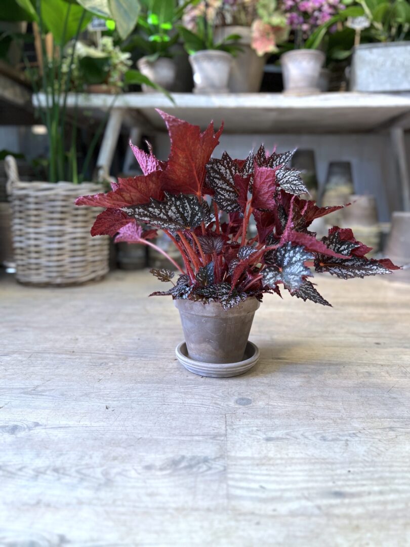 Begonia Rex Red med krukke - Happyflower-dk