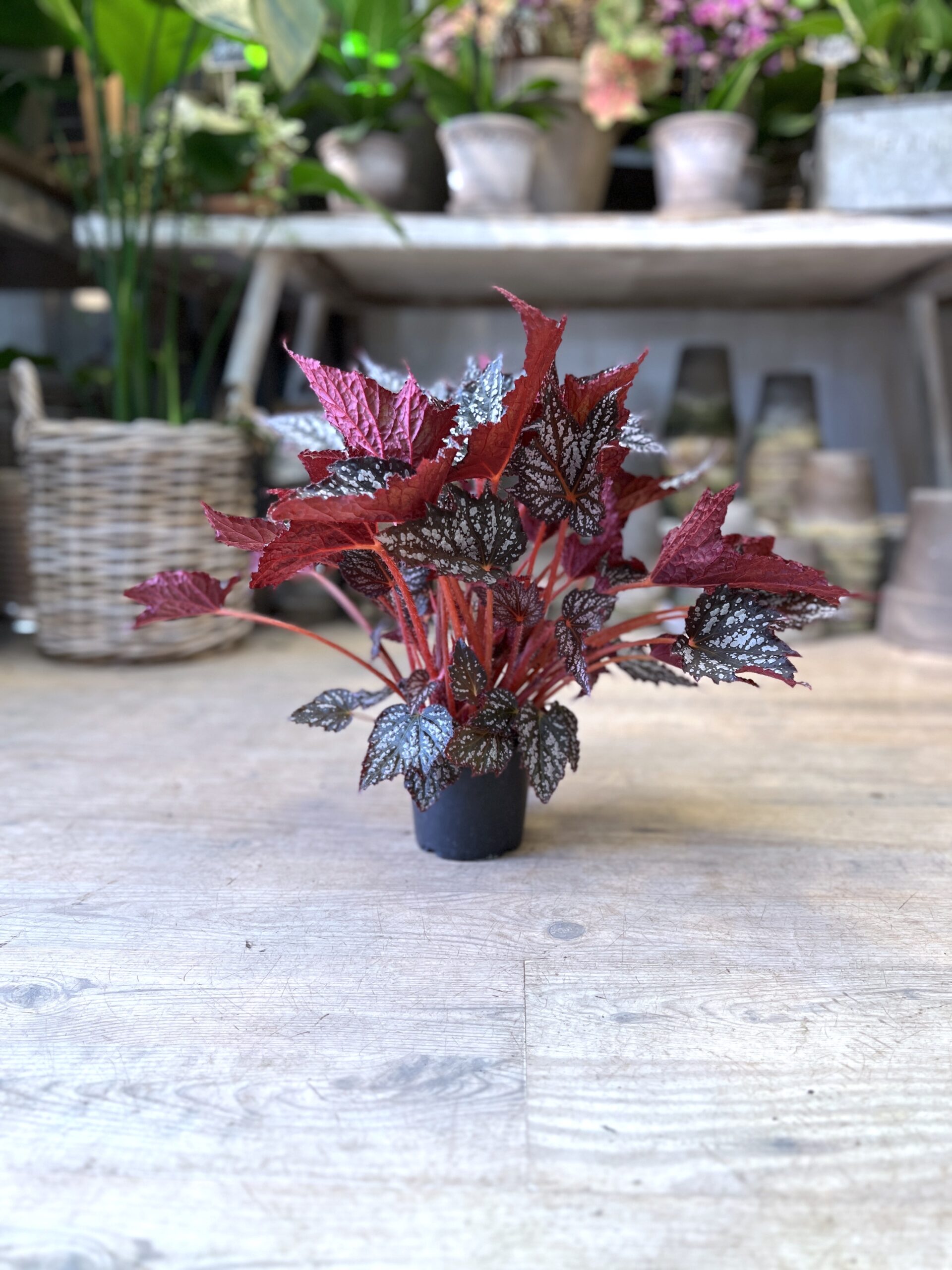 Begonia Rex Red uden krukke - Happyflower-dk