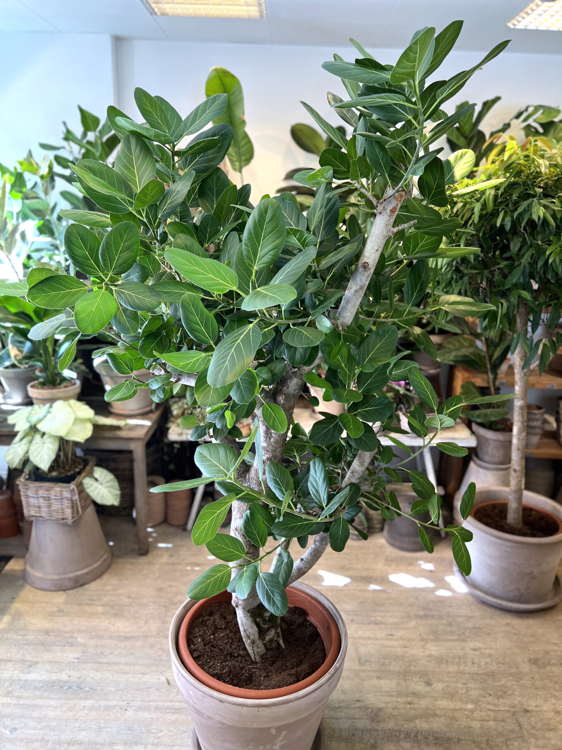 Ficus Audrey 220-240 cm. - Store grønne indendørsplanter - Happyflower-dk