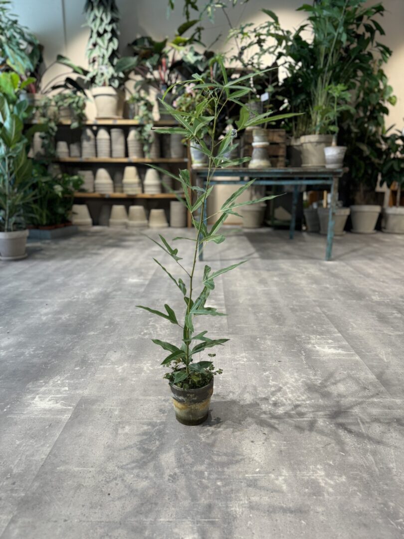 Kærlighedstræ (Ahornblad) - Australsk Kærlighedstræ - Happyflower-dk