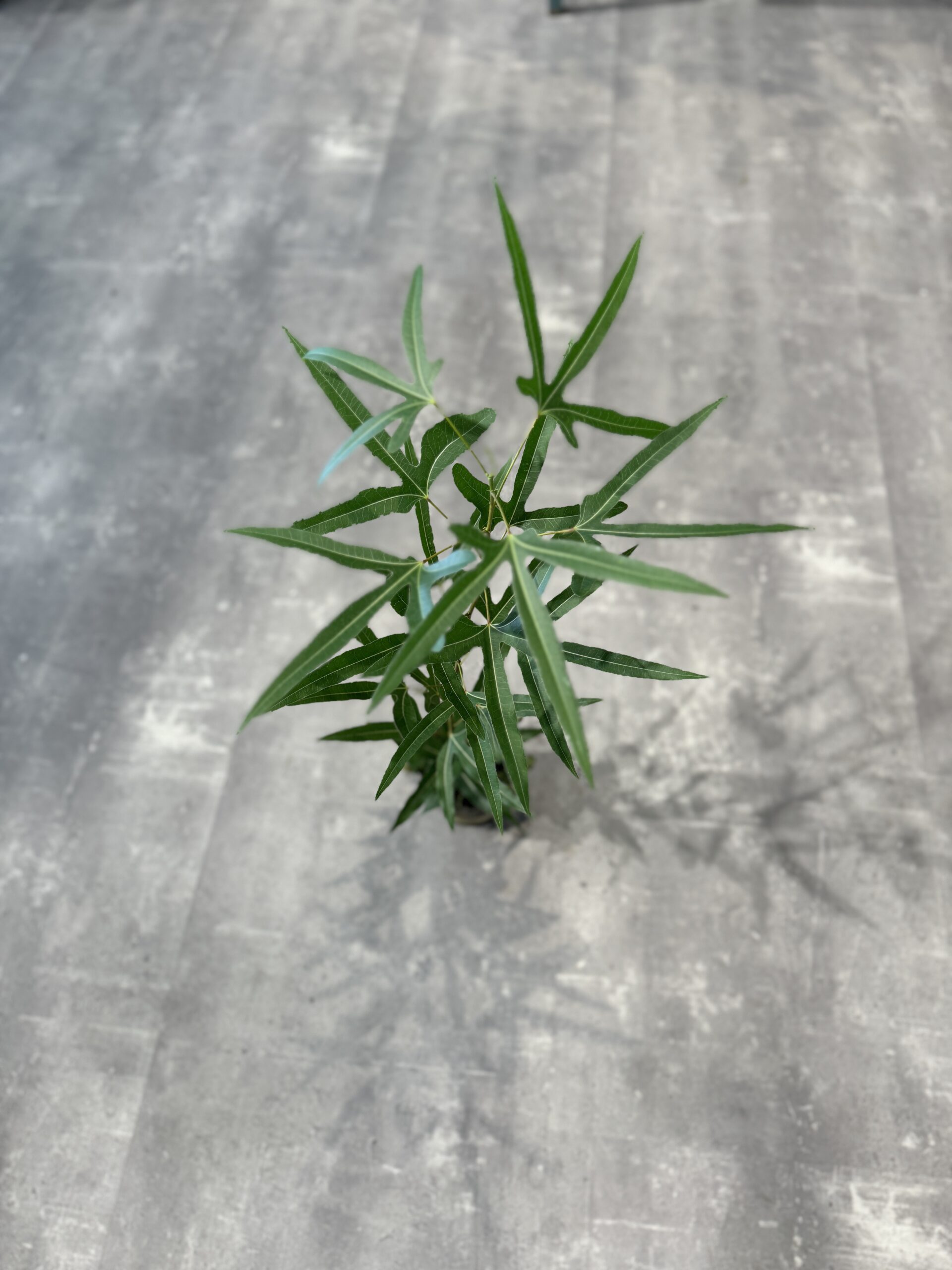 Kærlighedstræ (Ahornblad) blade - Australsk Kærlighedstræ - Happyflower-dk