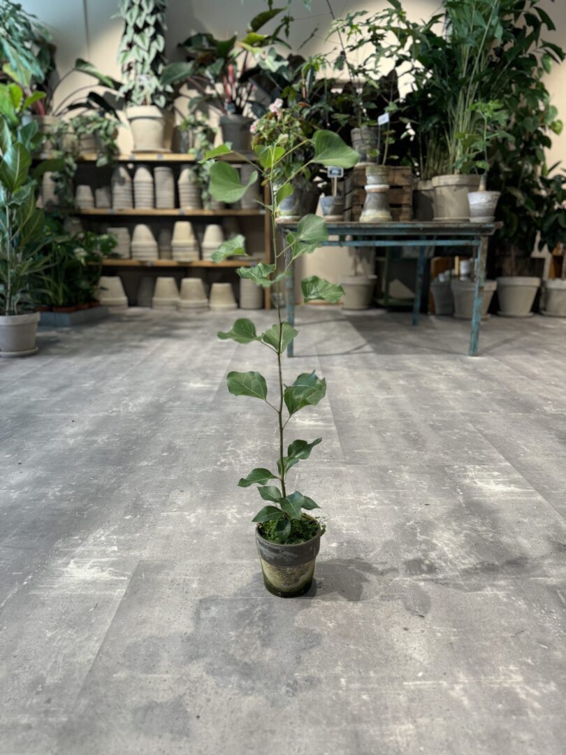 Kærlighedstræ (Hjerteblad) - Australsk Kærlighedstræ - Happyflower-dk