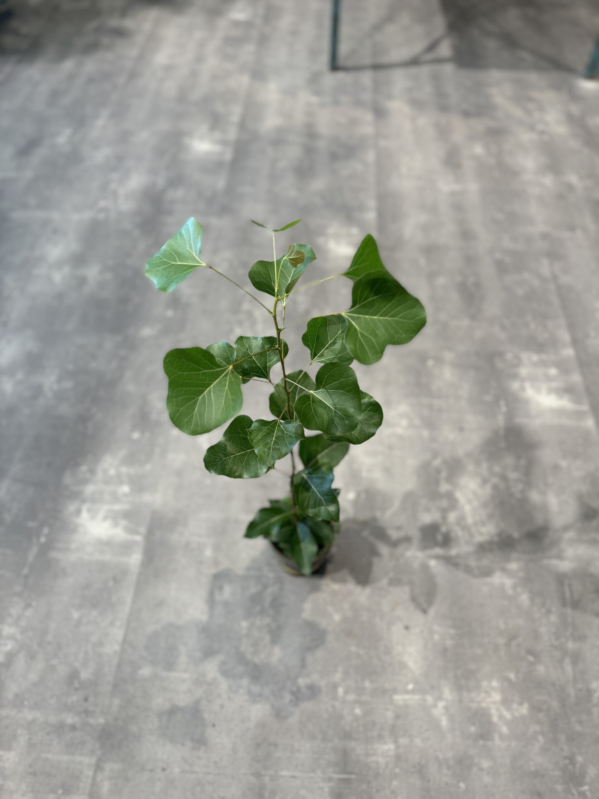 Kærlighedstræ (Hjerteblad) blade - Australsk Kærlighedstræ - Happyflower-dk