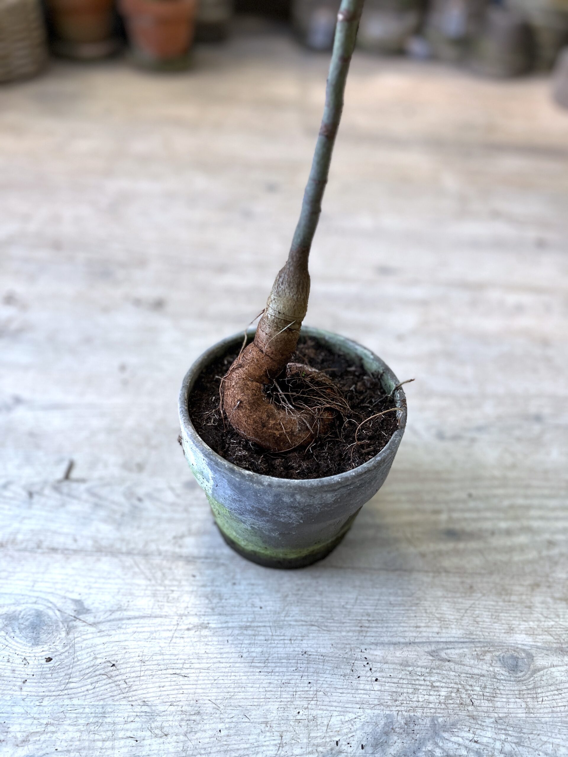 Kærlighedstræ (Hjerteblad) stor billigt - Australsk kærlighedstræ hos Happyflower-dk