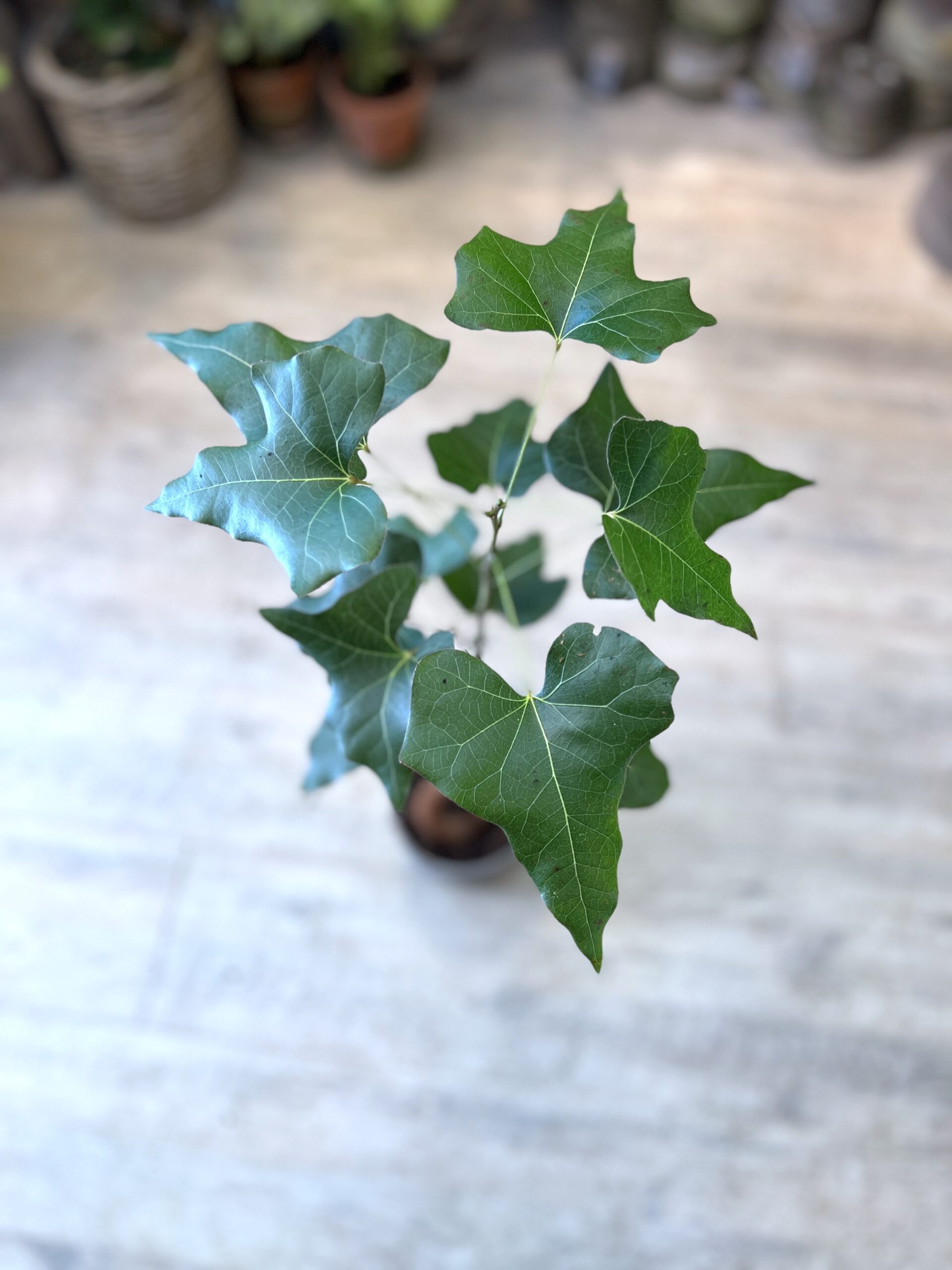 Kærlighedstræ (Hjerteblad) stor blade - Australsk kærlighedstræ hos Happyflower-dk