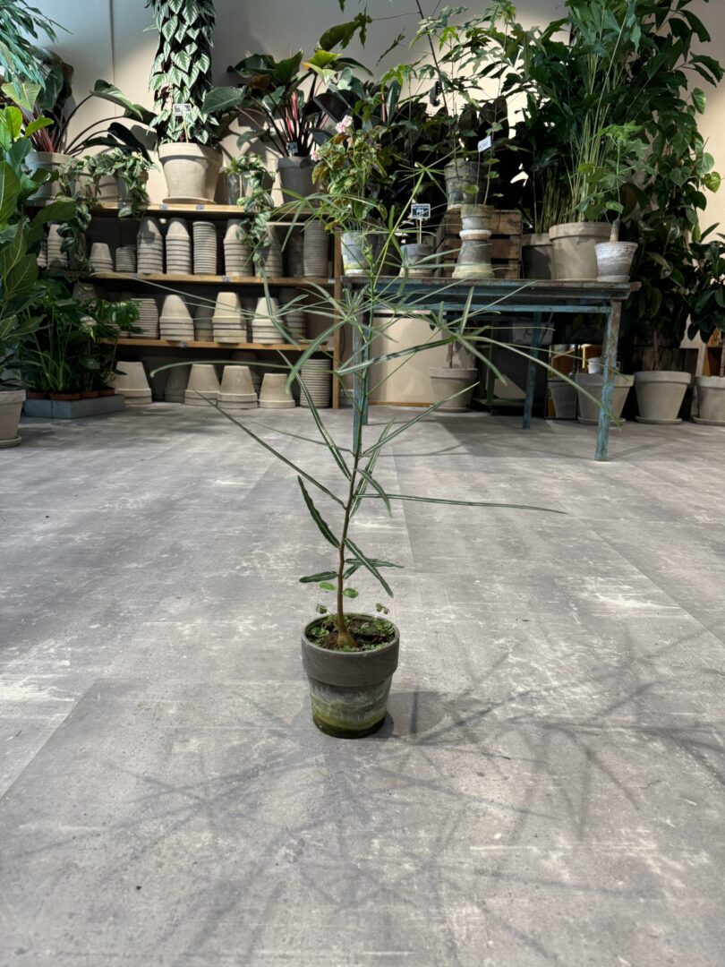 Kærlighedstræ (Stjerneblad) - Australsk Kærlighedstræ - Happyflower-dk