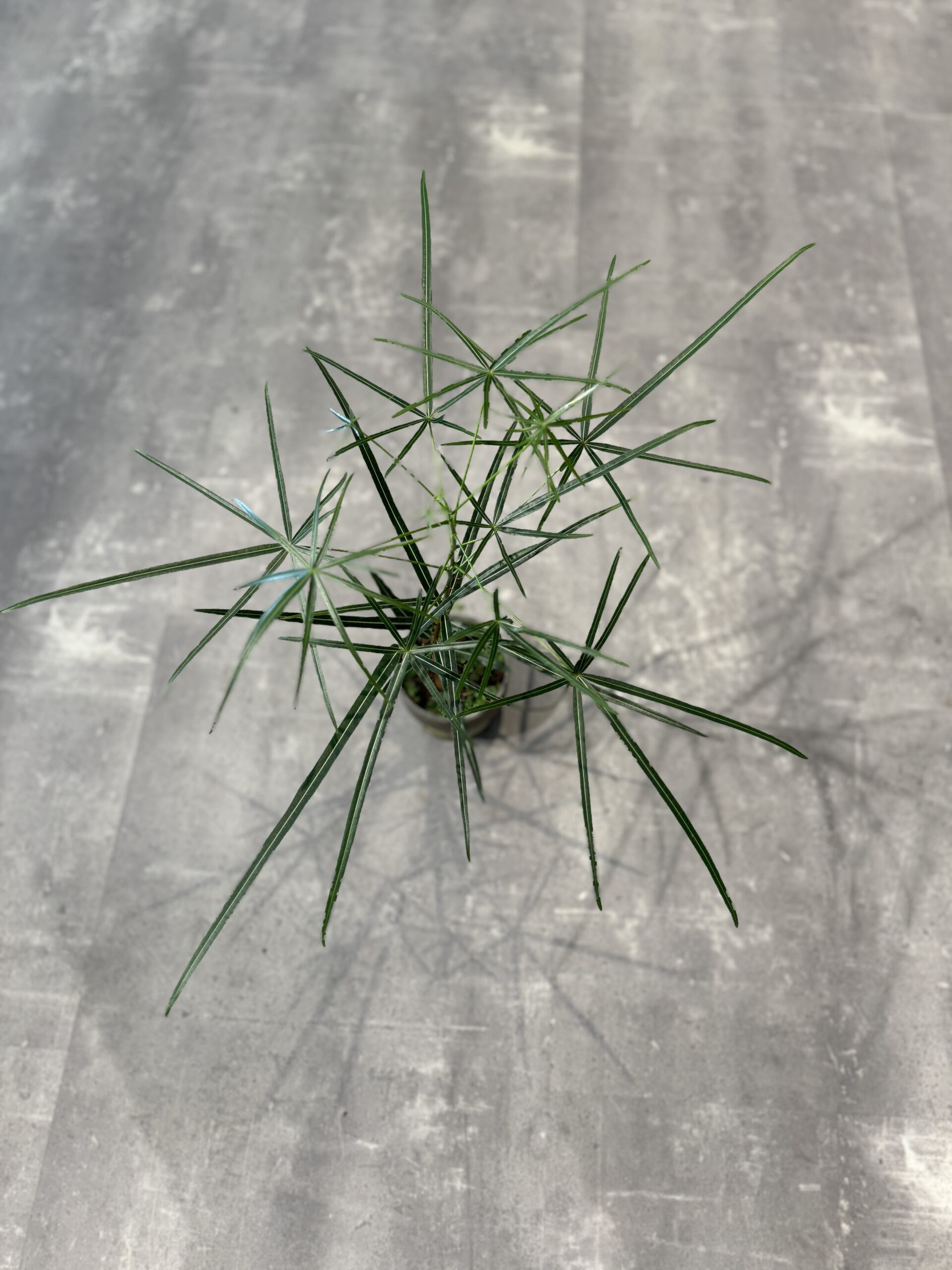 Kærlighedstræ (Stjerneblad) blade - Australsk Kærlighedstræ - Happyflower-dk