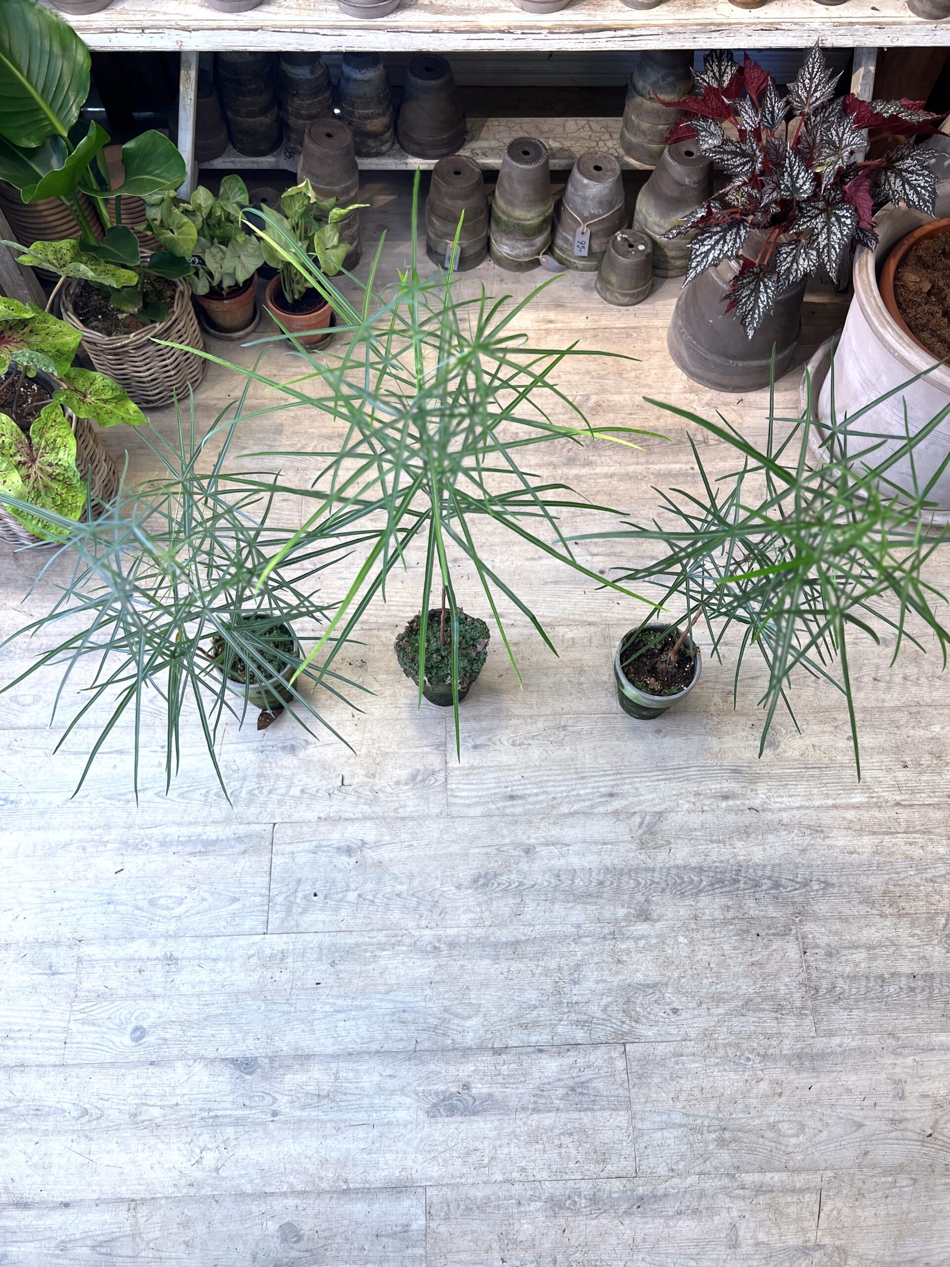 Kaerlighedstrae-Stjerneblad-stor-blade-Australsk-kaerlighedstrae-hos-Happyflower-dk-scaled